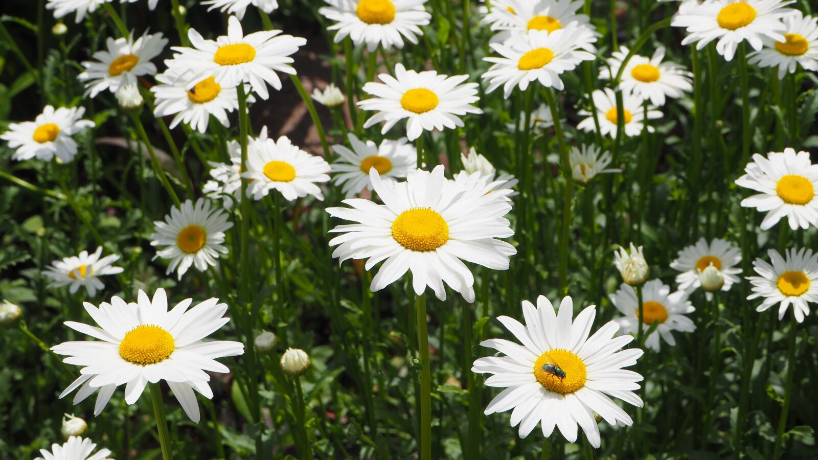 Olympus OM-D E-M10 II sample photo. White daisies, white, daisy photography