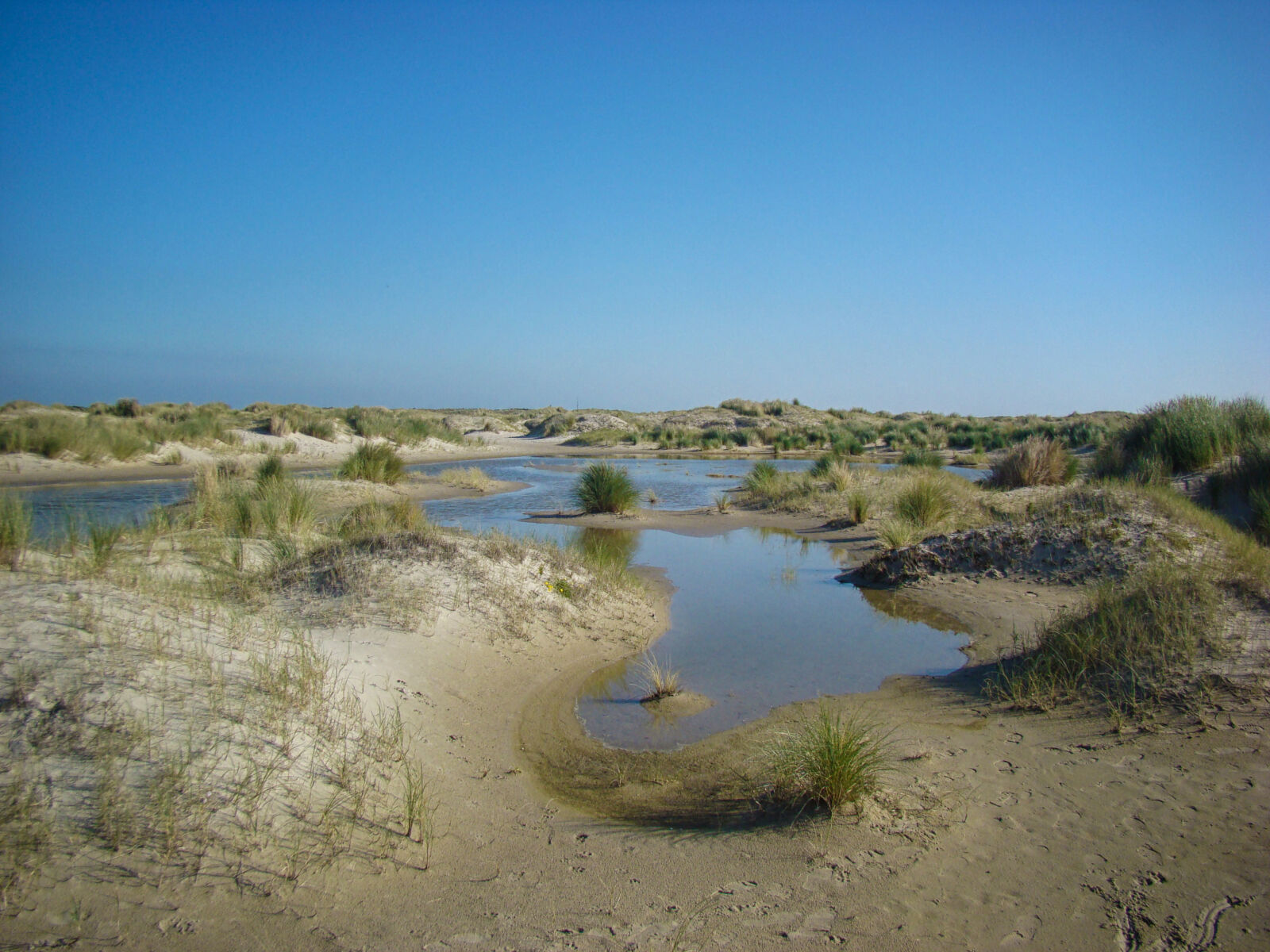 Sony DSC-H7 sample photo. Dunes, dutch, hors, landscape photography