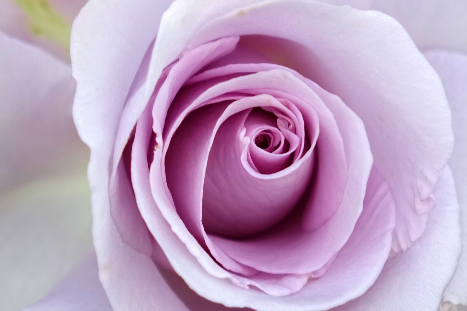 Sony Cyber-shot DSC-RX10 sample photo. Rosa multiflora, rose, purple photography