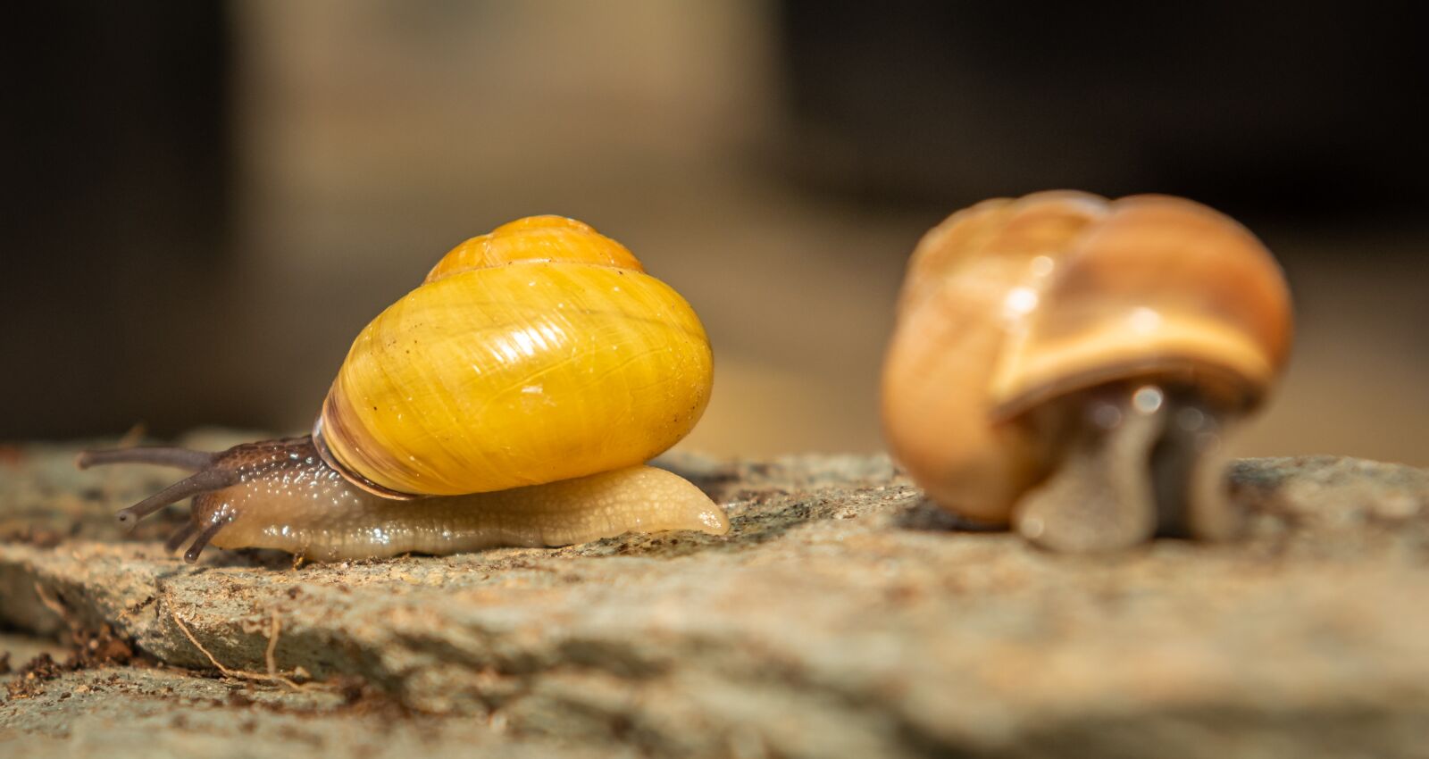 Nikon D750 sample photo. Snails, shell, mollusk photography