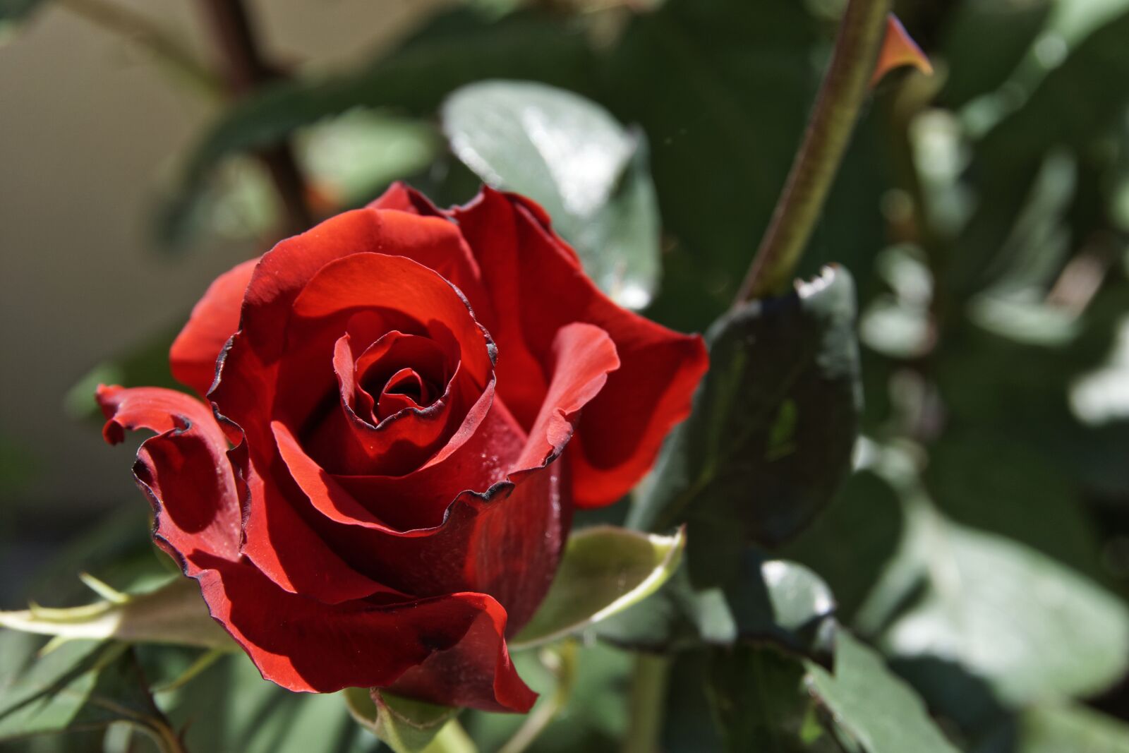 Sony a6000 sample photo. Rose, red roses, romance photography