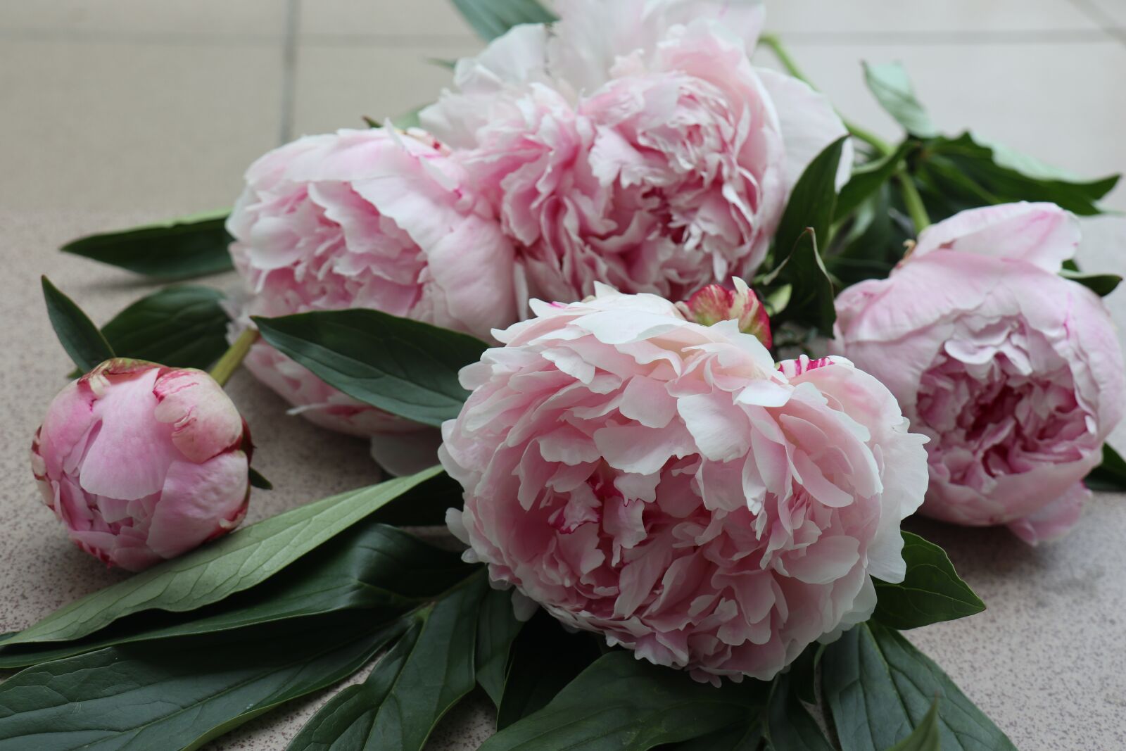 Canon EOS M6 sample photo. Flowers, peonies, the petals photography