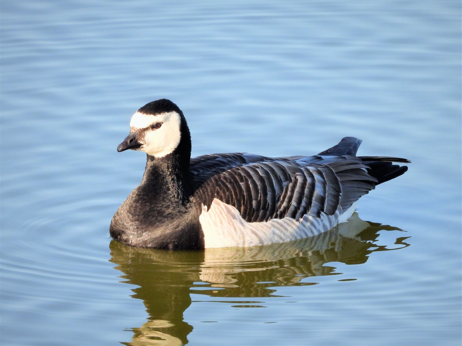 Nikon Coolpix P1000 sample photo. Barnacle goose, waterfowl, goose photography