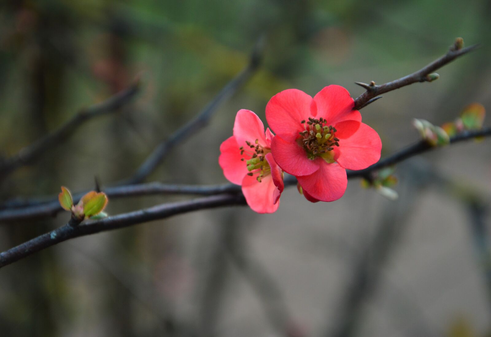 Nikon D3200 sample photo. Japanese quince, chaenomeles, spring photography