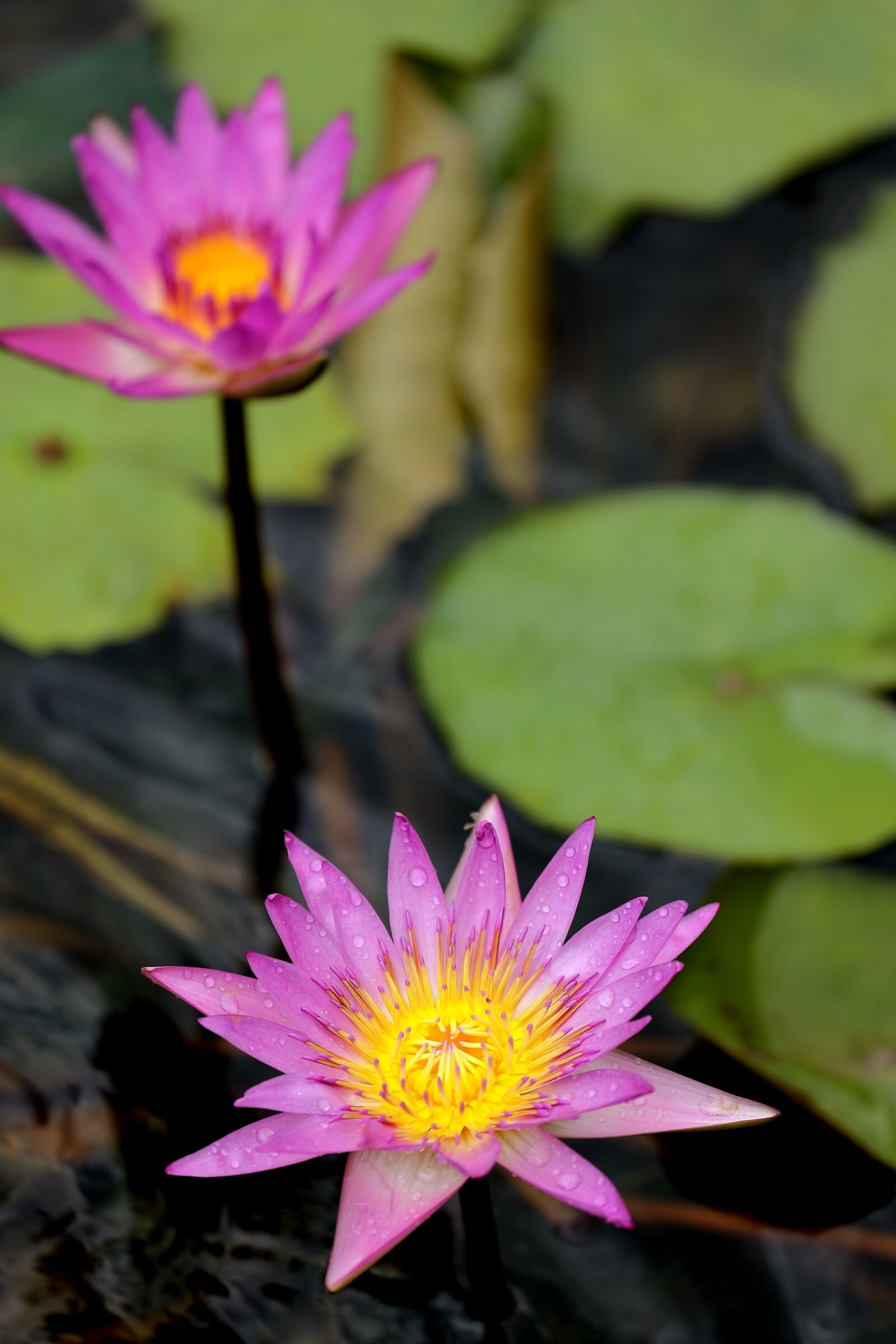 Canon EOS 5DS R + Canon EF 100-400mm F4.5-5.6L IS II USM sample photo. Lotus, pool, flora photography