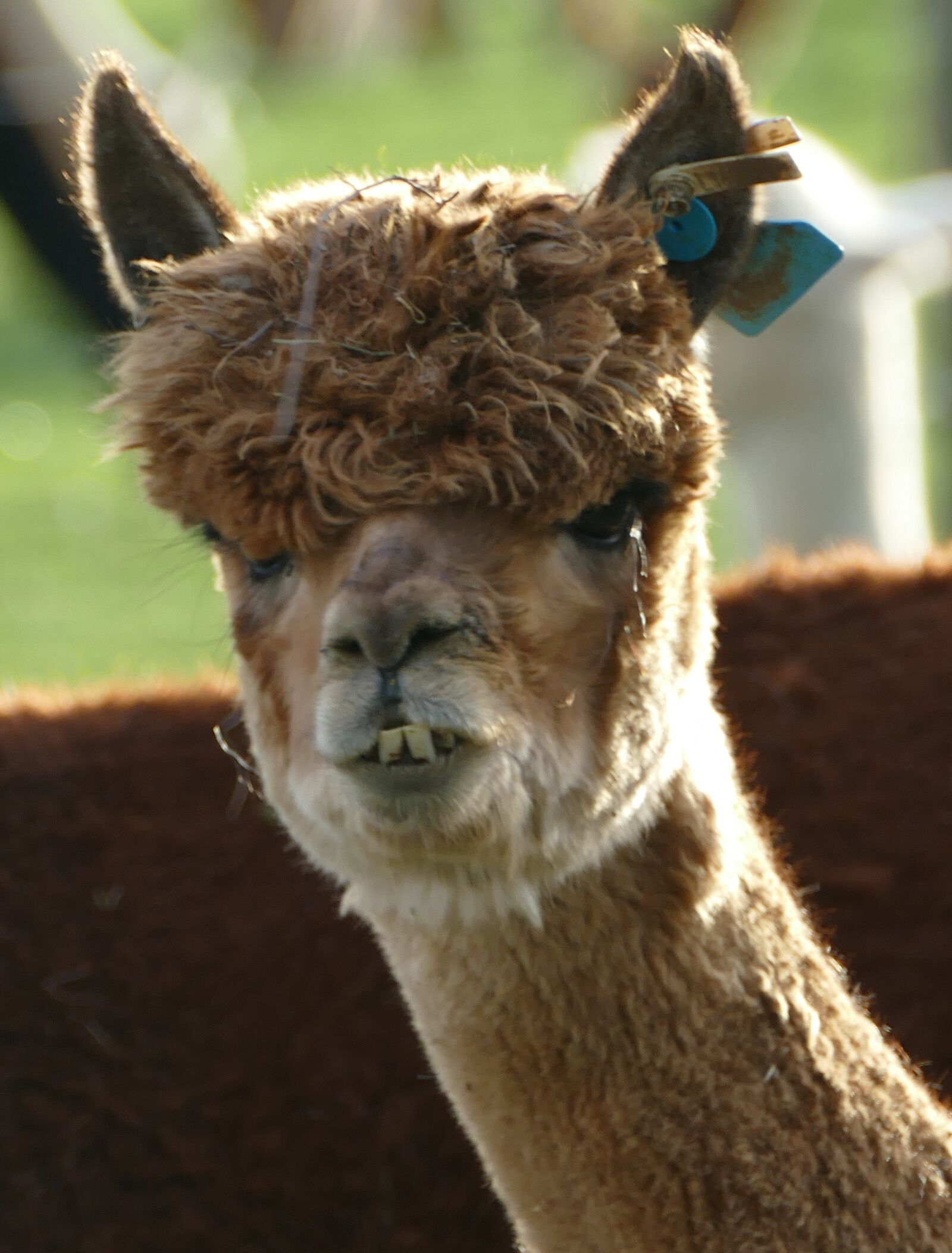 Panasonic Lumix DMC-FZ1000 sample photo. Alpaca, livestock, pako photography