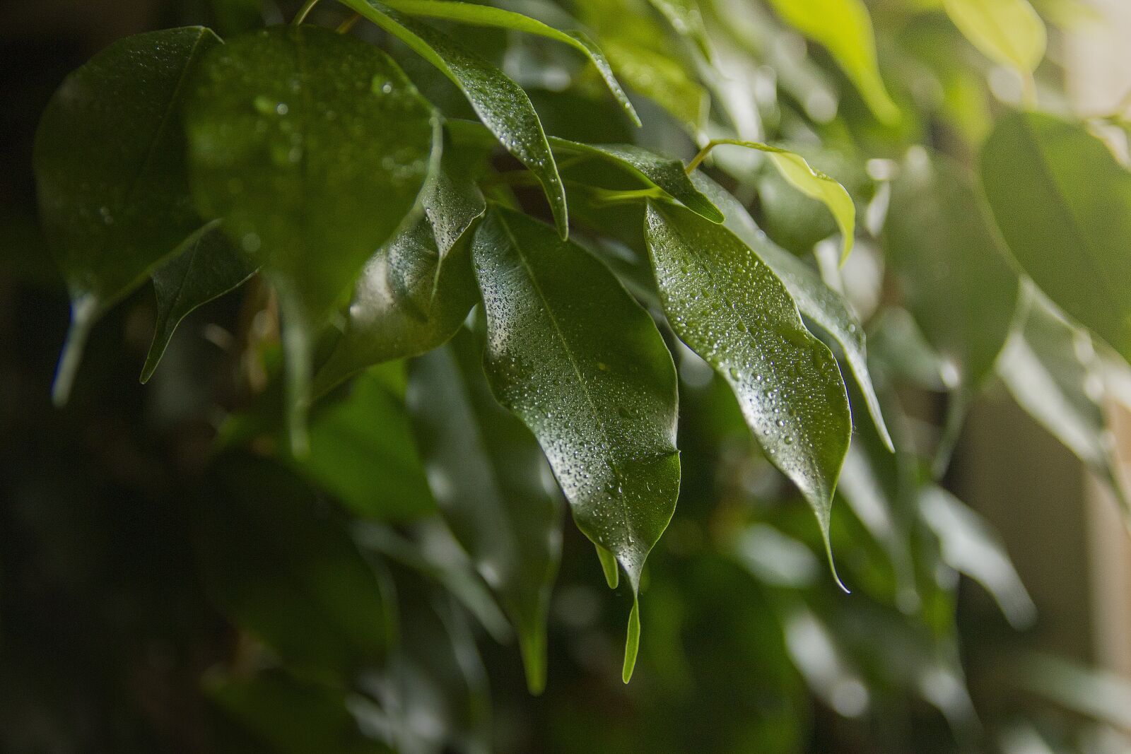 Canon EOS 550D (EOS Rebel T2i / EOS Kiss X4) sample photo. Leaves, water, plant photography