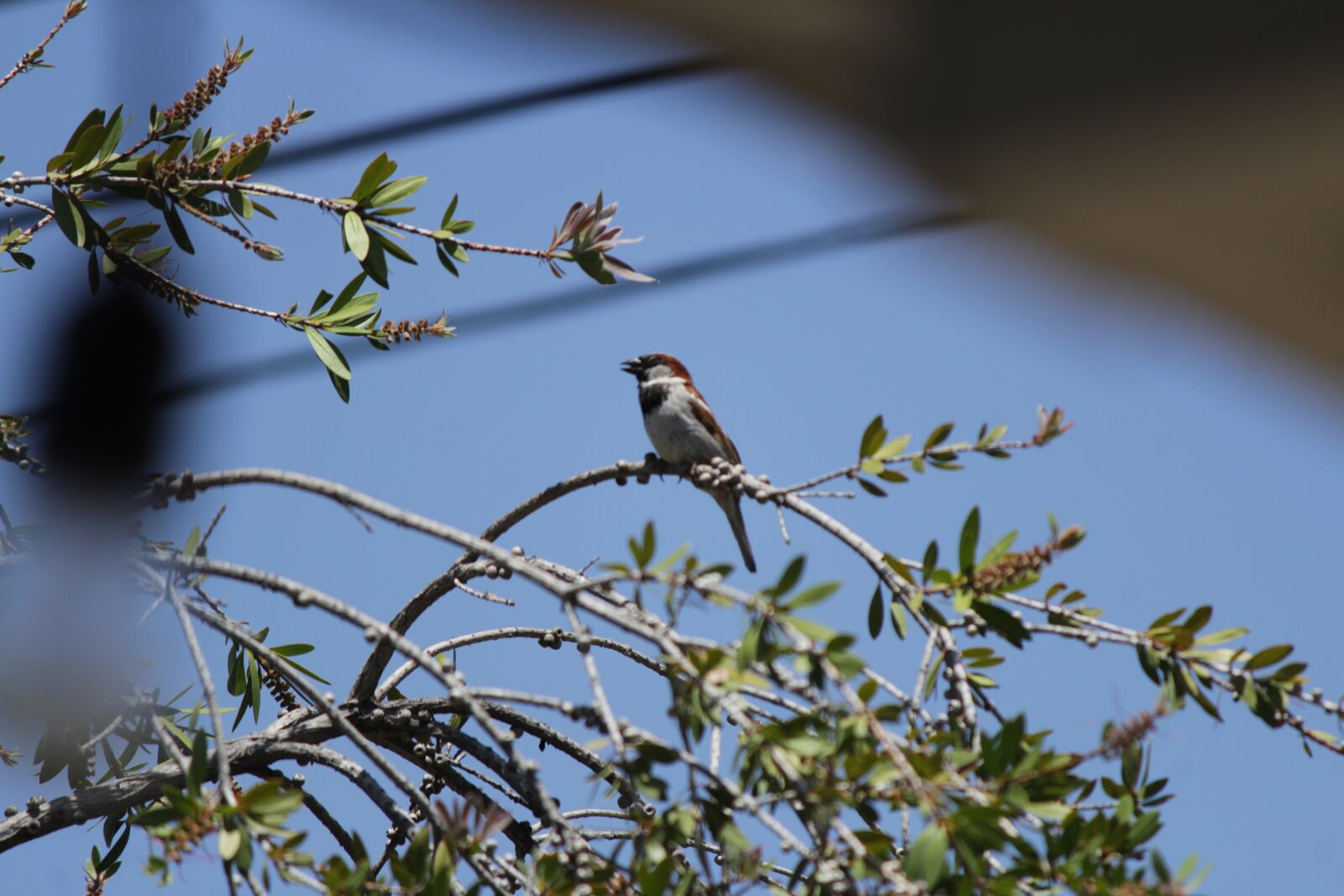 Canon EOS 1300D (EOS Rebel T6 / EOS Kiss X80) + Canon EF-S 55-250mm F4-5.6 IS II sample photo. Bird, nest, nature photography