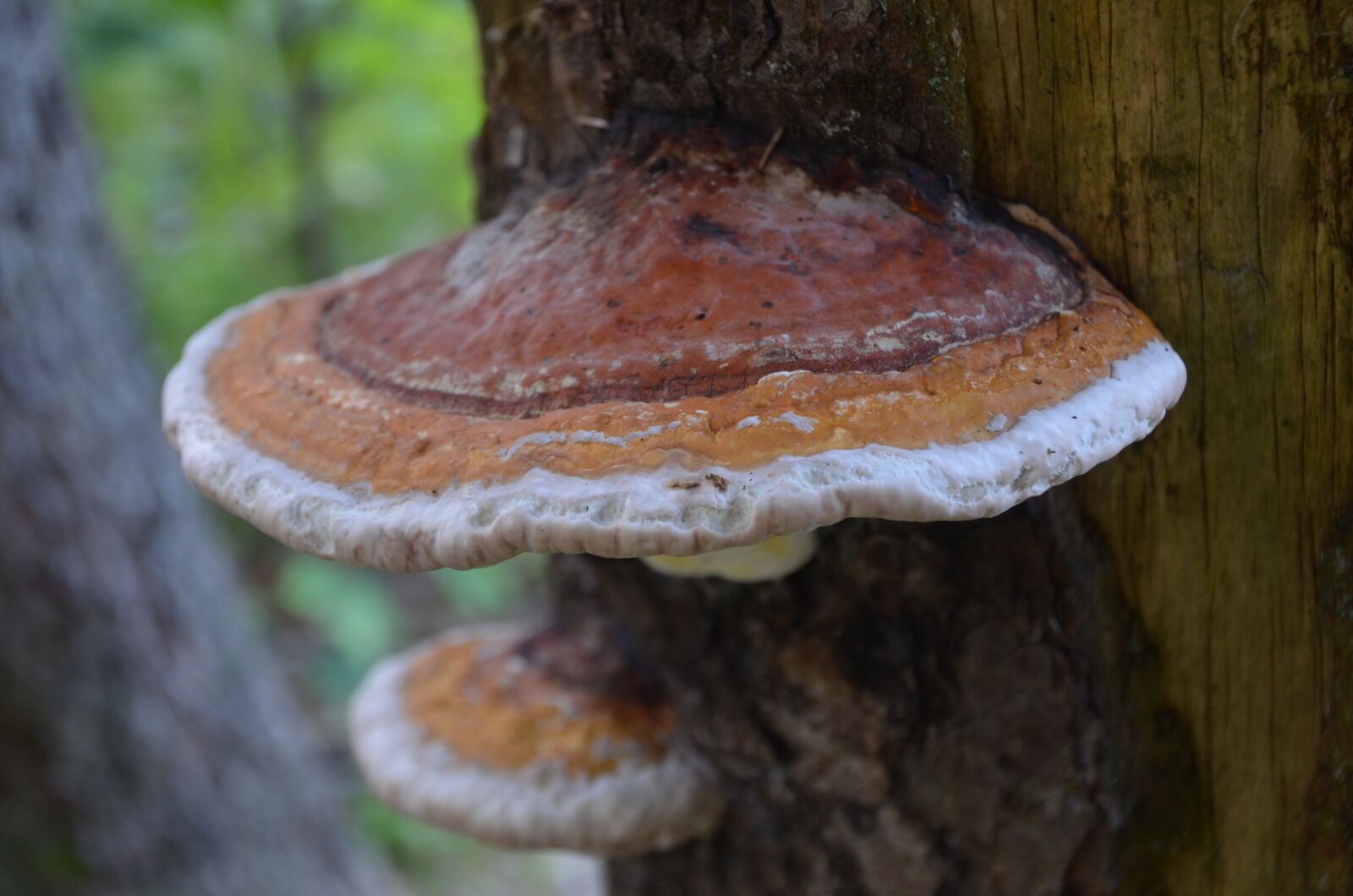 Nikon D5100 sample photo. Mushroom, fungus, fungi photography