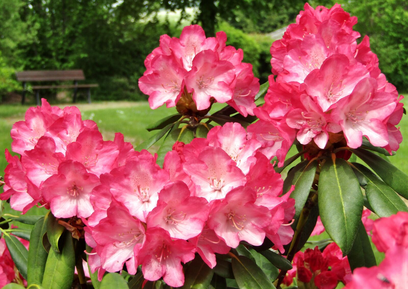 Canon POWERSHOT SX432 IS sample photo. Rhododendron, flowers, flower photography