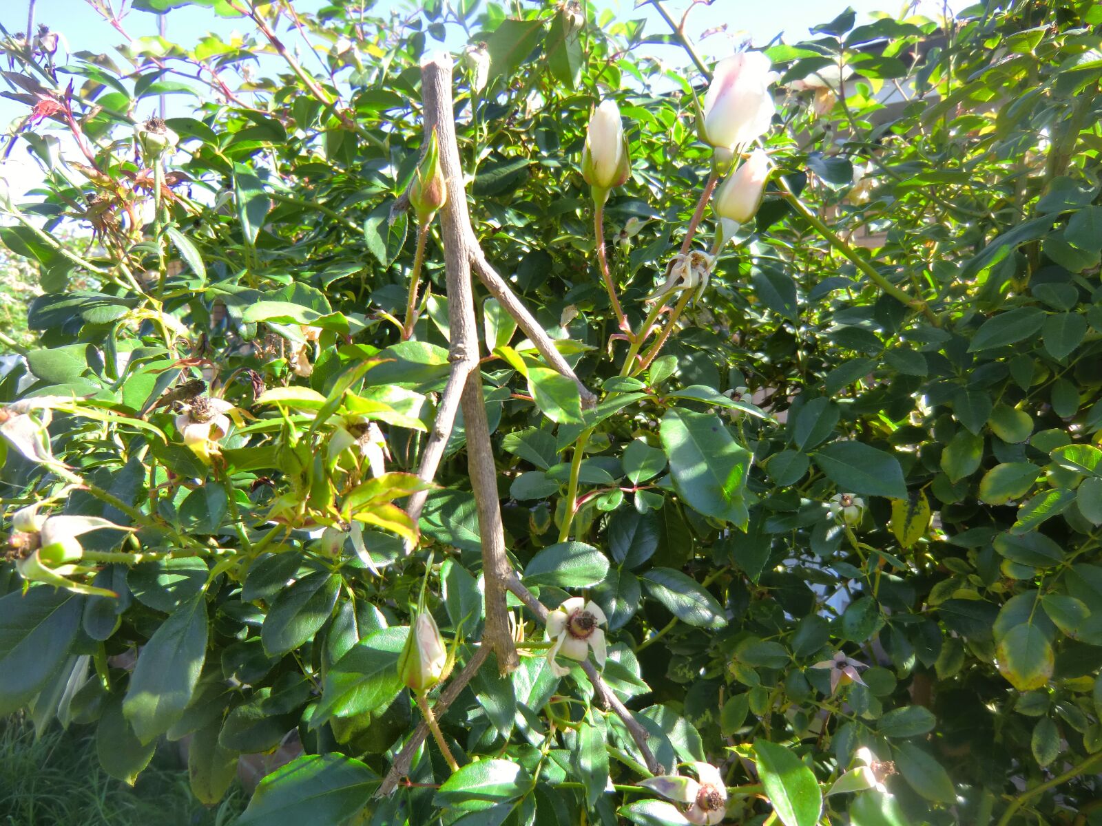 CASIO EX-H15 sample photo. Stick, green, nature photography