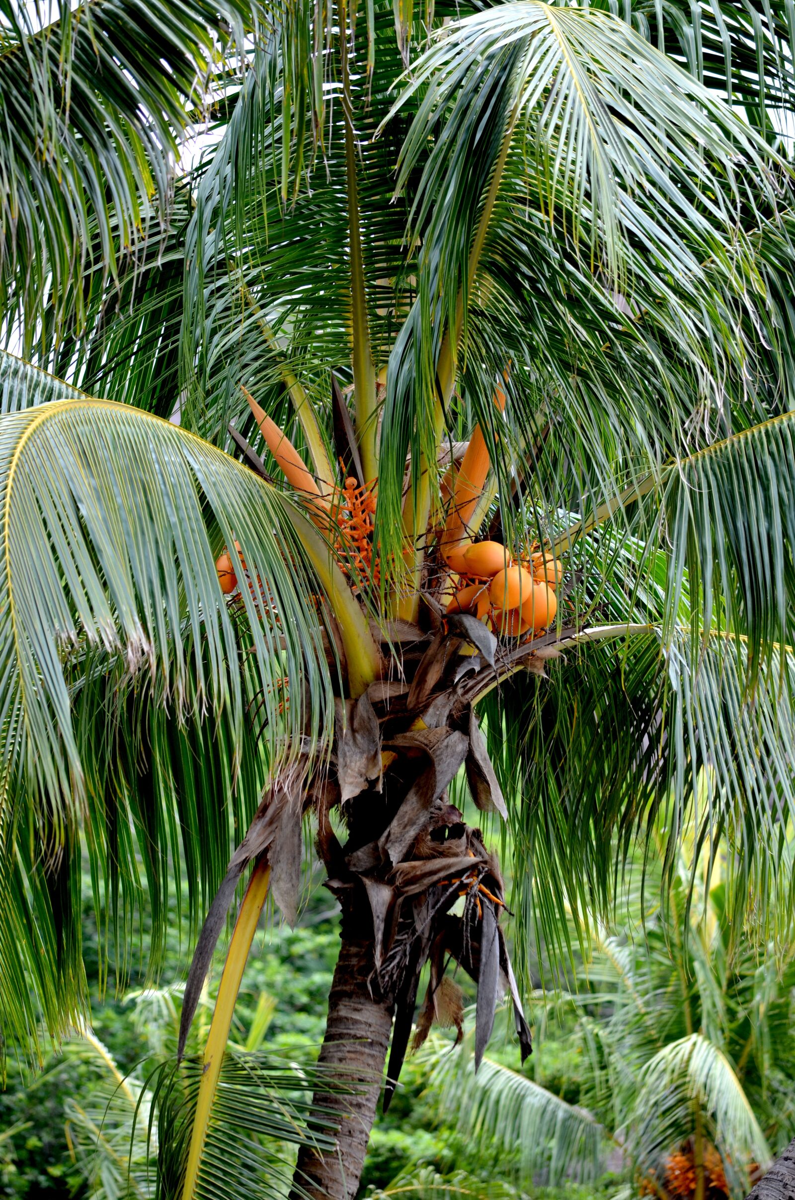 Nikon D5100 sample photo. Seychelles, lush, vegetation photography