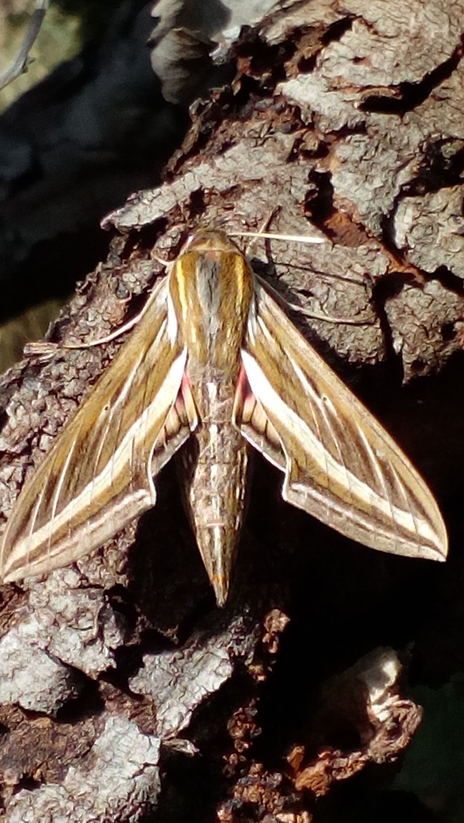 HUAWEI Y6 Elite sample photo. Moth on tree, insect photography
