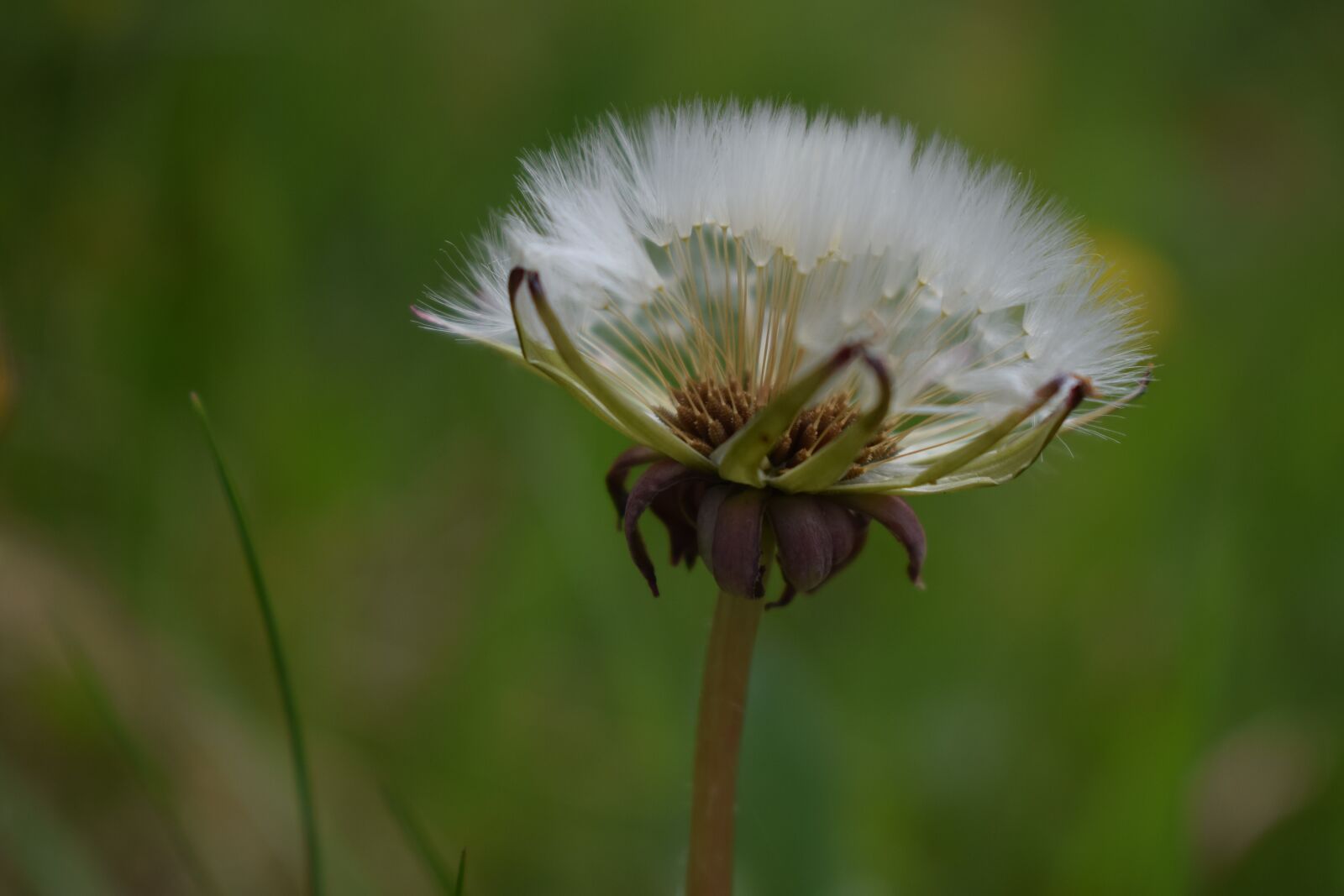 Nikon D3300 sample photo. Dandelion, white, wildflower photography