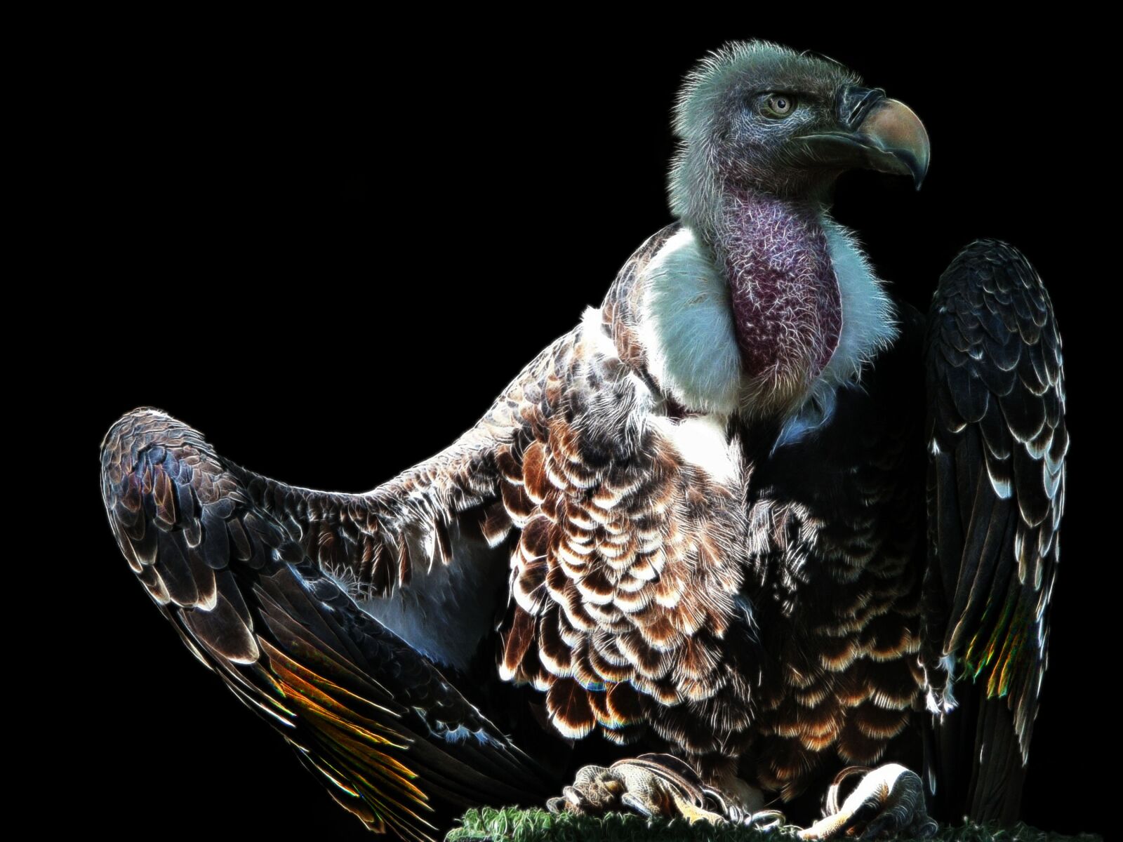 KONICA MINOLTA DiMAGE 7Hi sample photo. Vulture, fractalius, bird photography