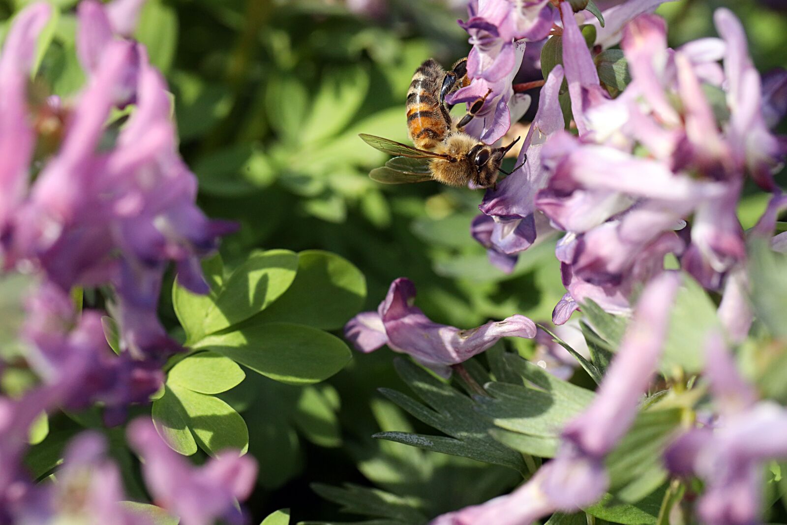 Canon EOS R sample photo. Wasp, insect, nature photography