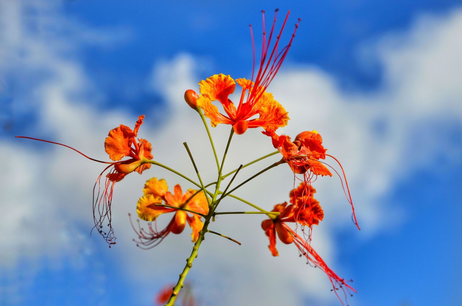 Nikon D5100 sample photo. Red bird of paradise photography