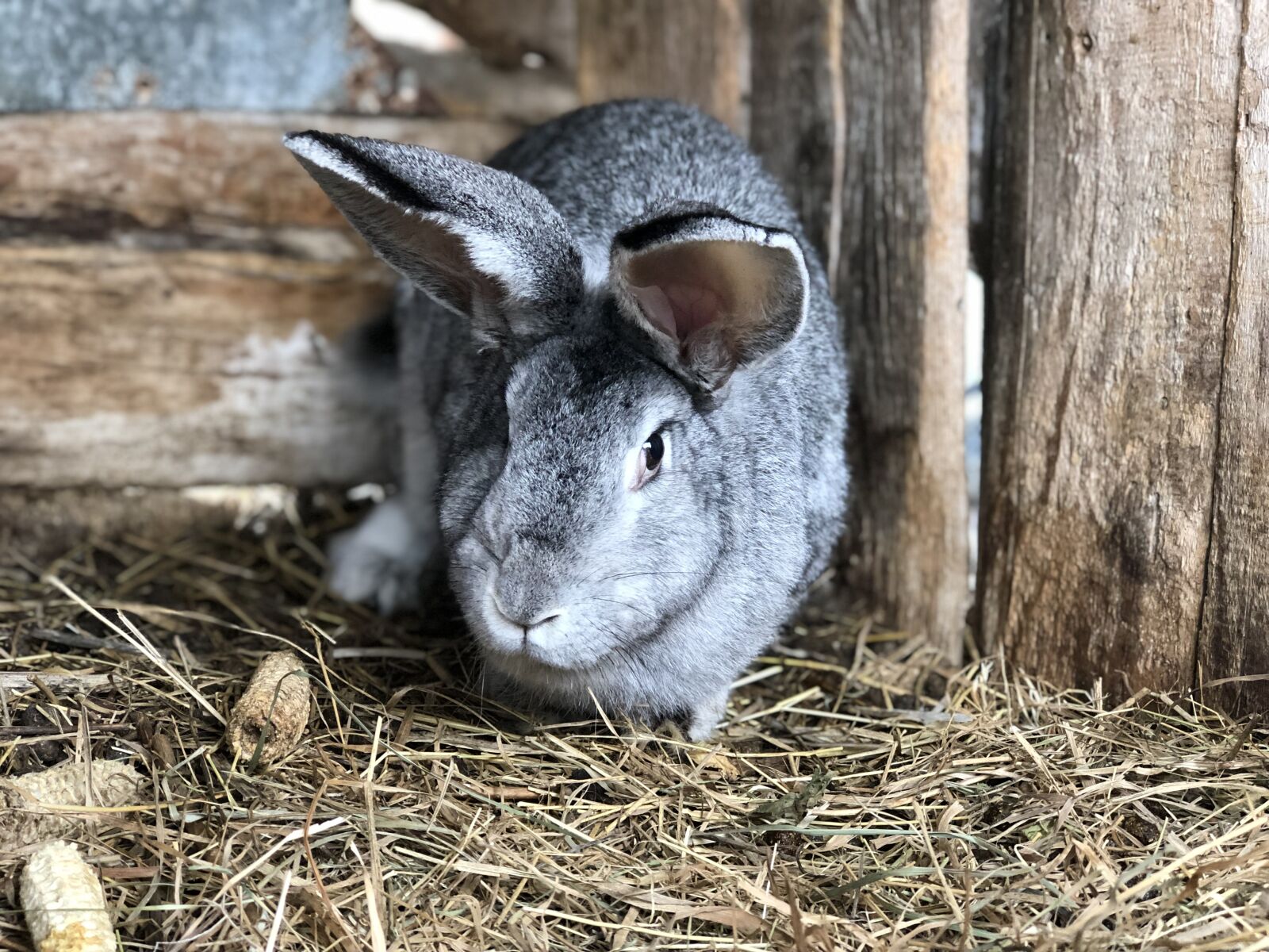 Apple iPhone 8 Plus sample photo. Rabbit, view, cage photography