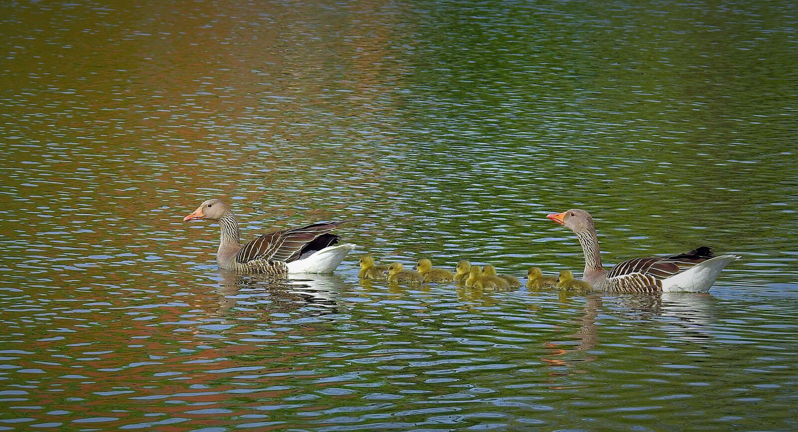 Nikon Coolpix P900 sample photo. Birds, the wild geese photography