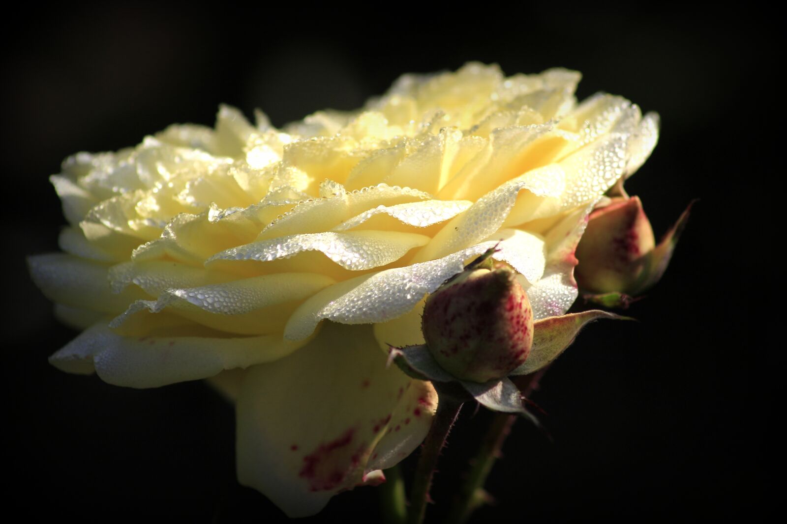 Canon EOS 100D (EOS Rebel SL1 / EOS Kiss X7) sample photo. Rose, flower, love photography
