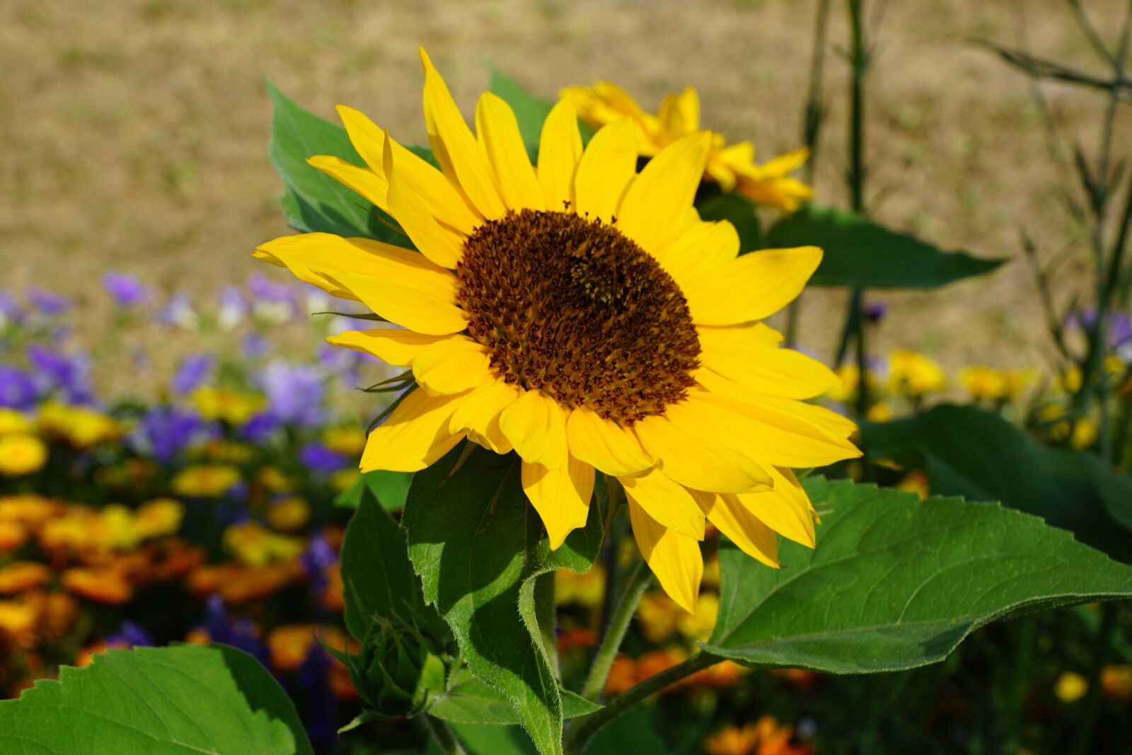 Sony DT 16-50mm F2.8 SSM sample photo. Sunflower, flower, yellow photography
