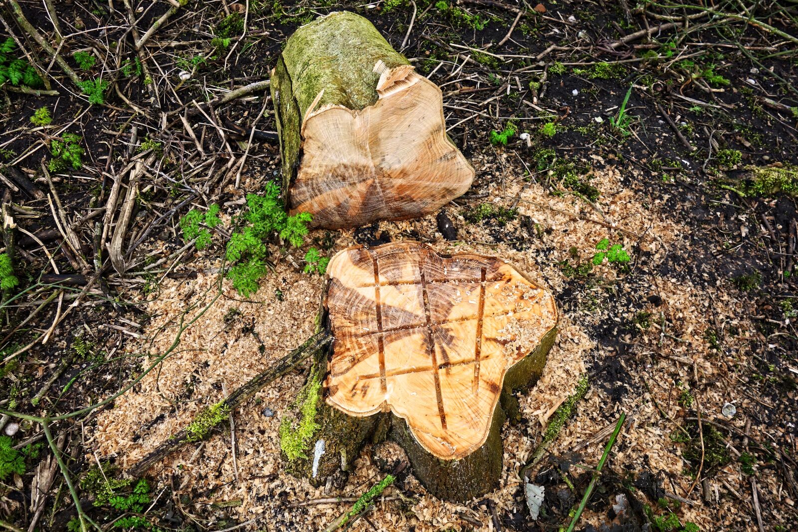 Sony Cyber-shot DSC-RX100 sample photo. Tree stump, stump, wood photography