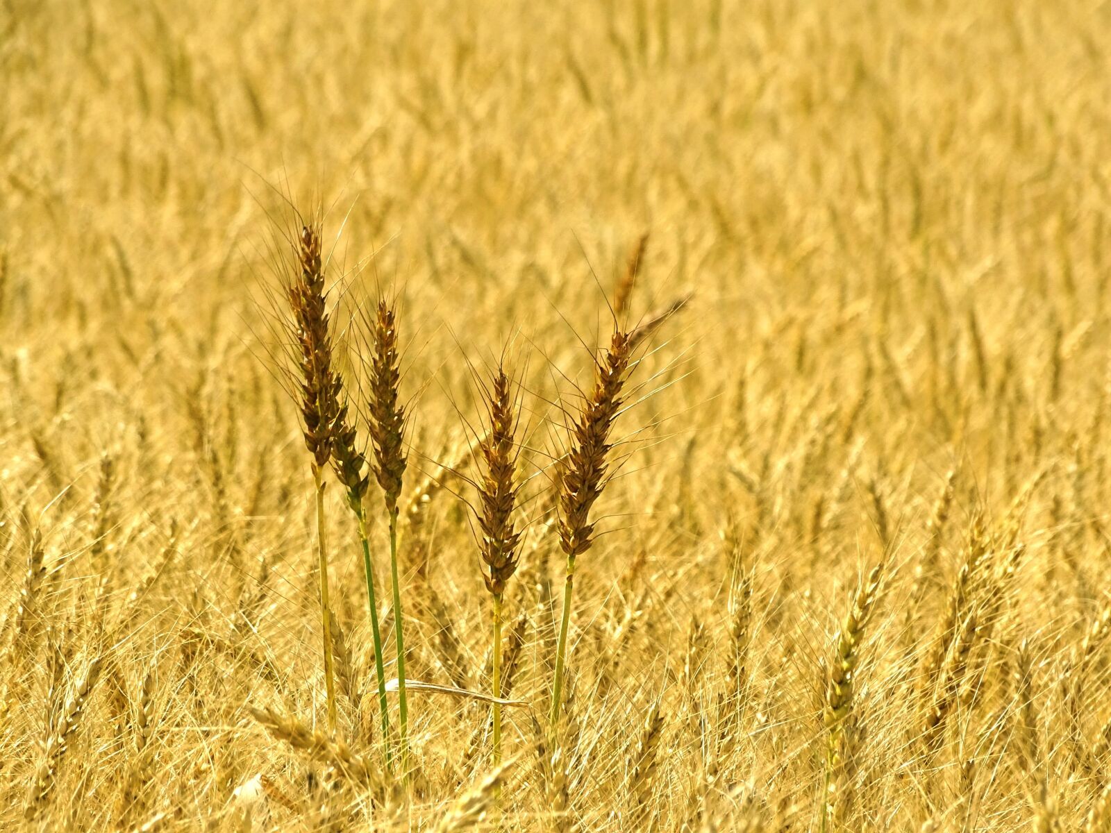 Sony Cyber-shot DSC-HX400V sample photo. Wheat, spike, wheat field photography