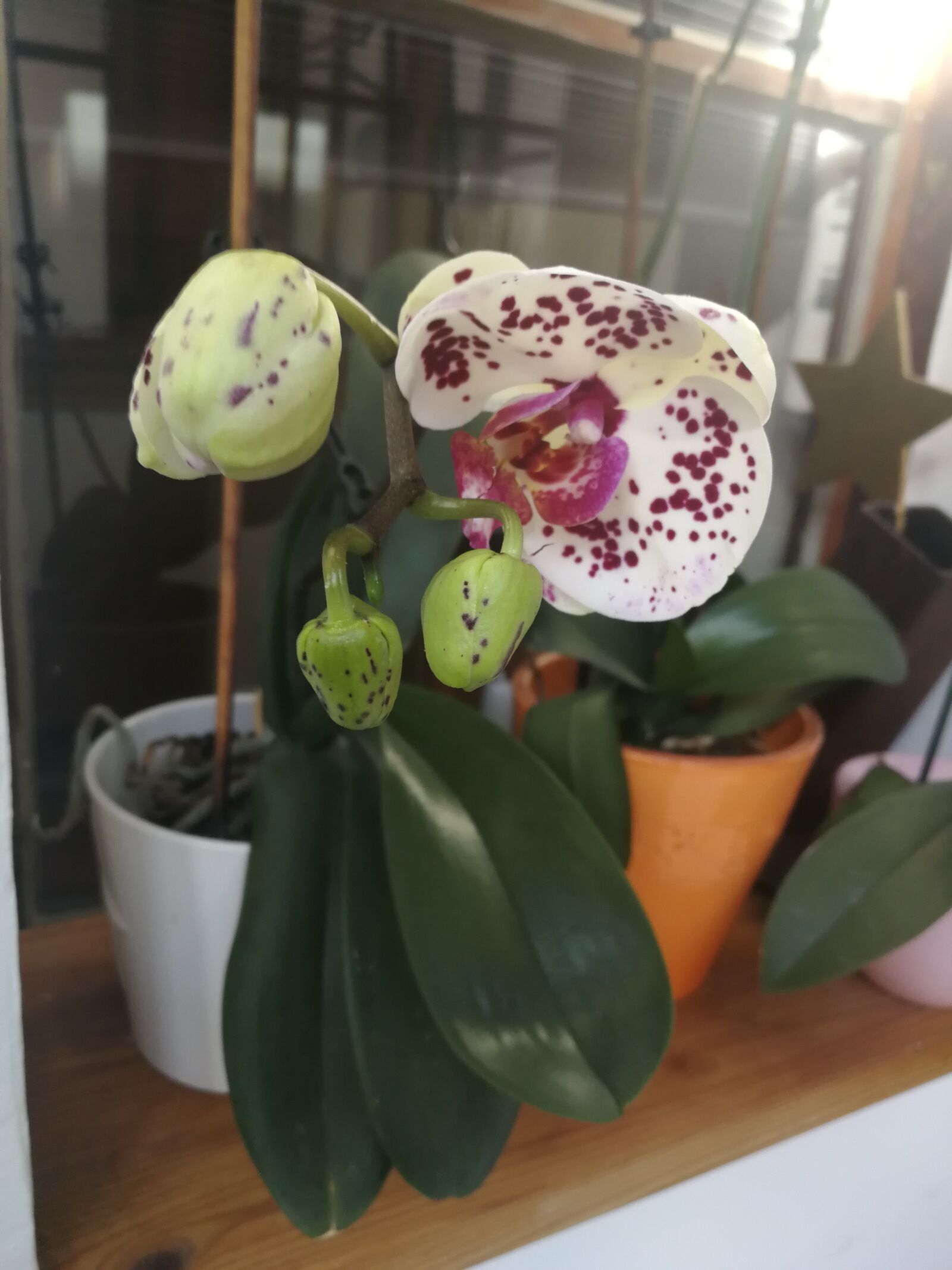 HUAWEI P10 sample photo. Orchid, blossom, bloom photography