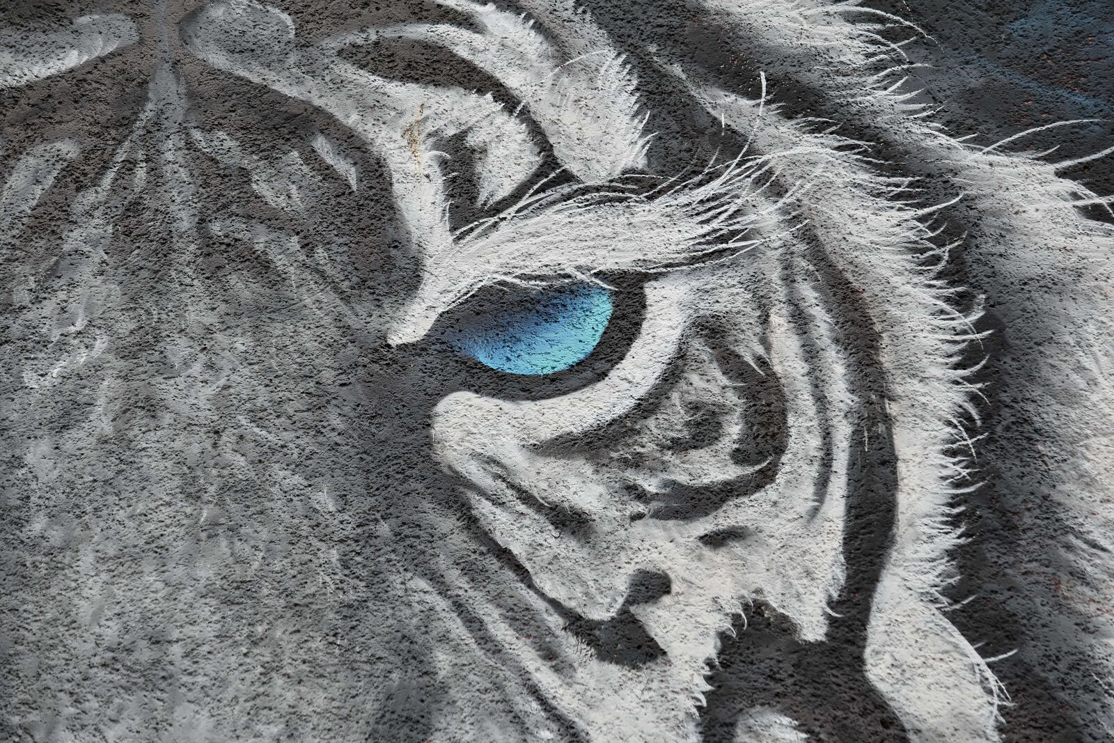 Nikon D5500 sample photo. Tiger, wildlife, graffiti, art photography