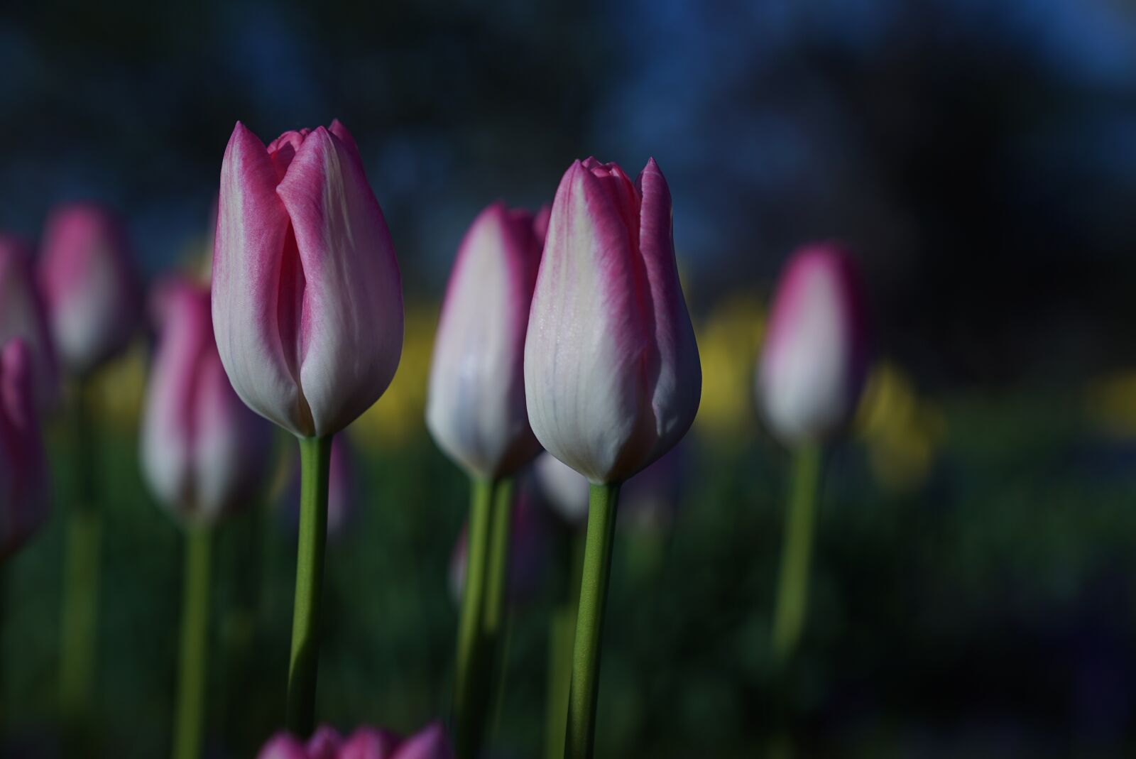 Sony a7S + Sony FE 24-70mm F2.8 GM sample photo. Tulips, garden tulips, flower photography