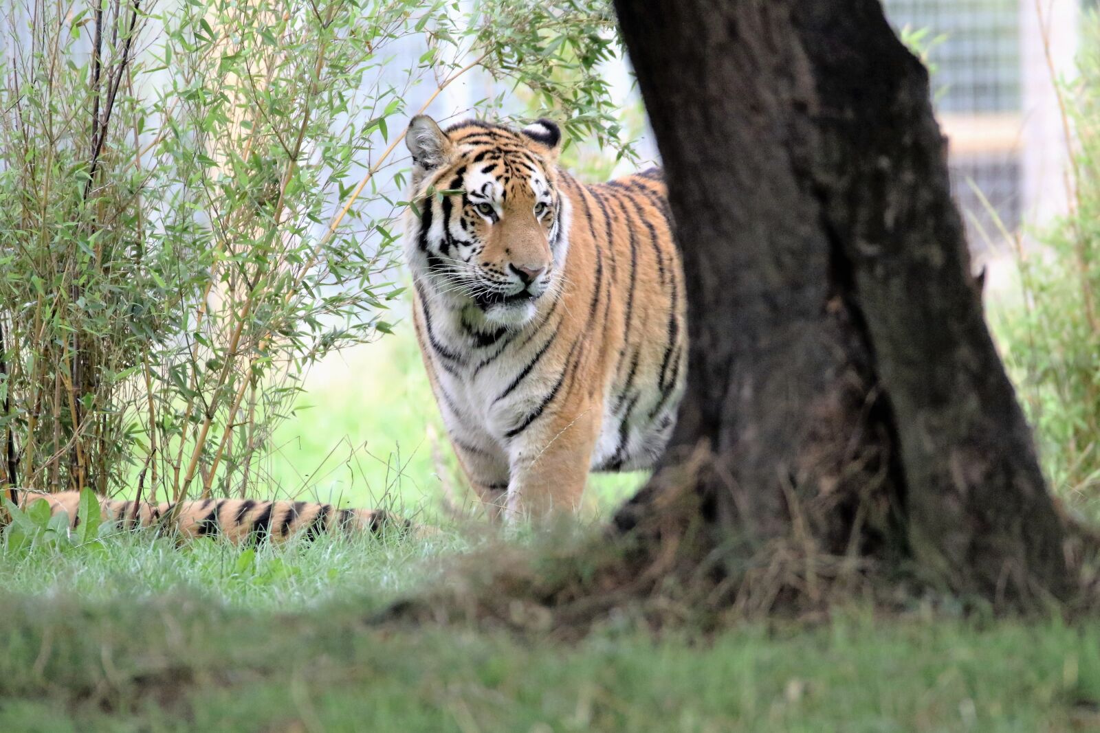 Canon EOS 7D Mark II sample photo. Tiger, big cat, wildlife photography