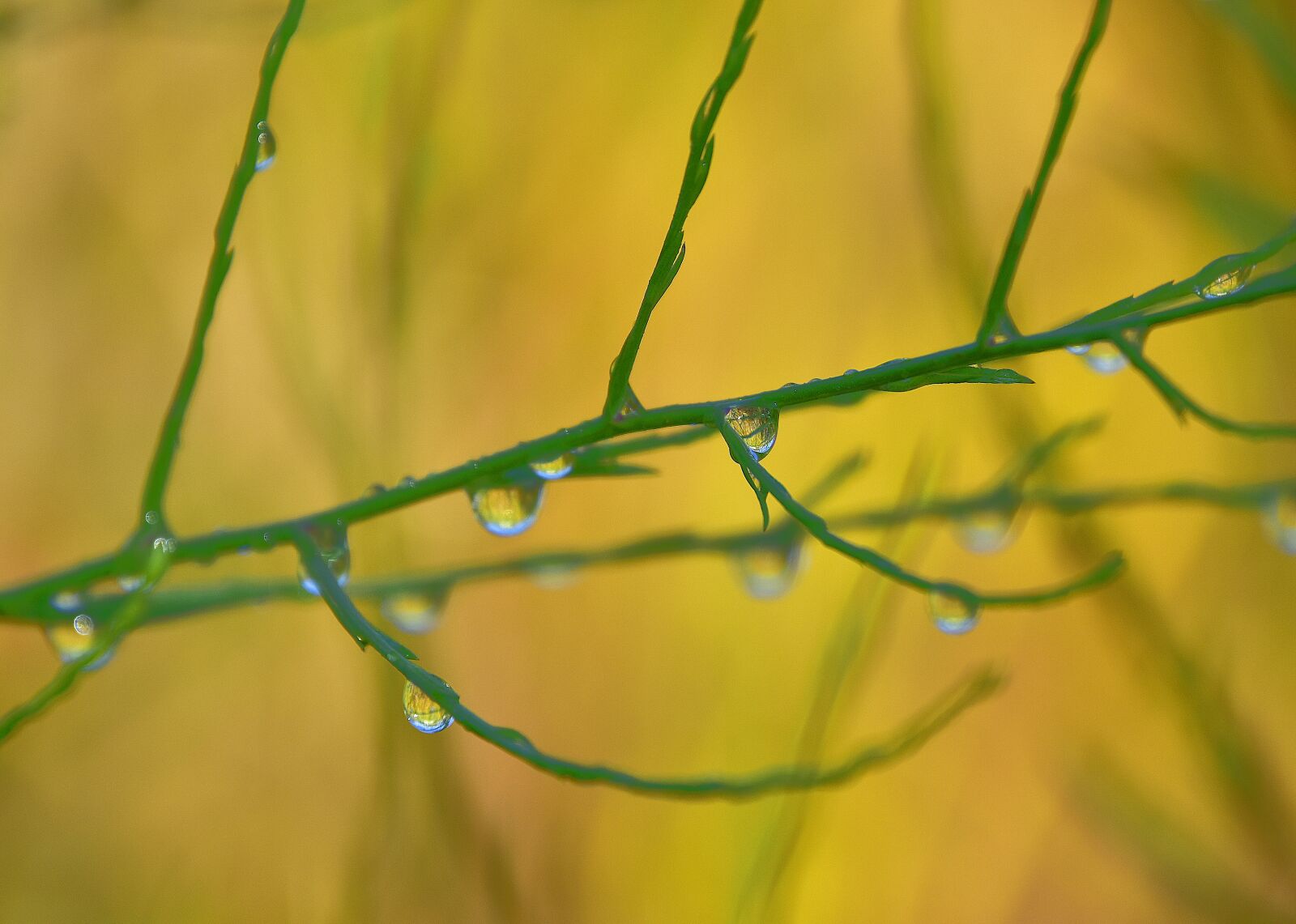 Nikon D7200 sample photo. Plants, branches, water photography
