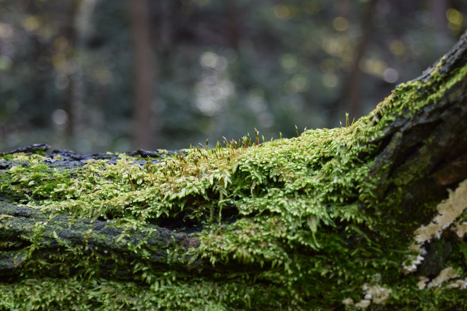 Nikon D5300 sample photo. Trees, old trees, moss photography