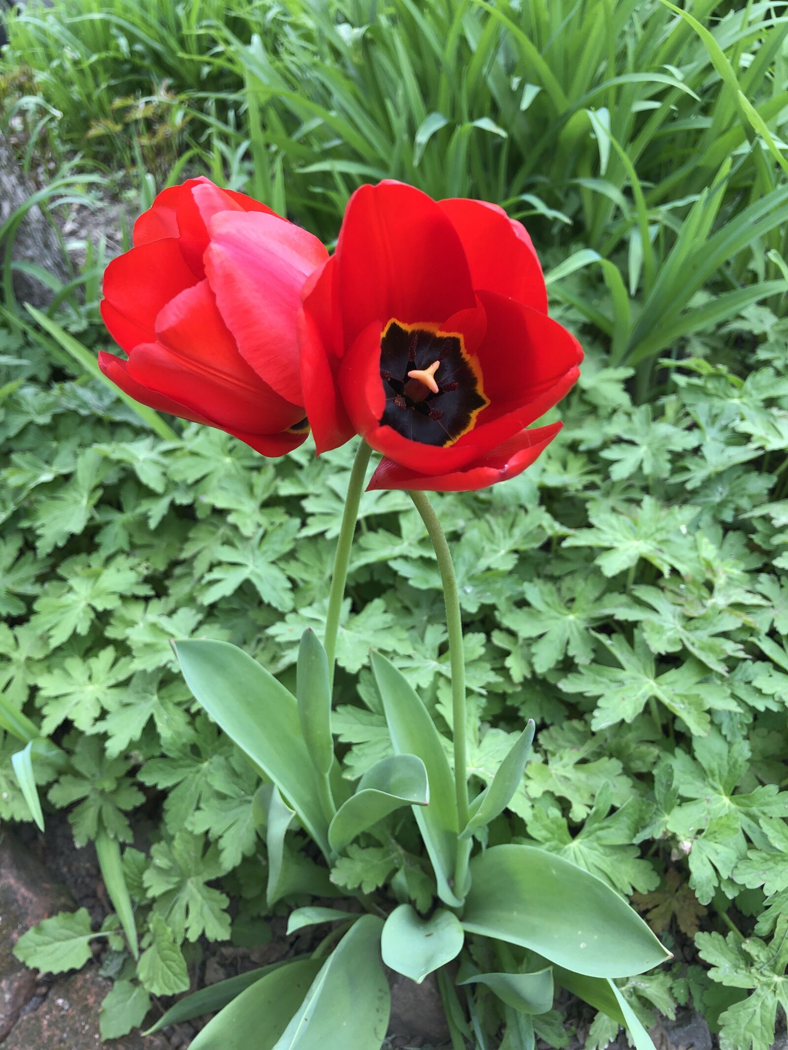 iPhone 8 Plus back dual camera 3.99mm f/1.8 sample photo. Spring, flowers, tulips photography