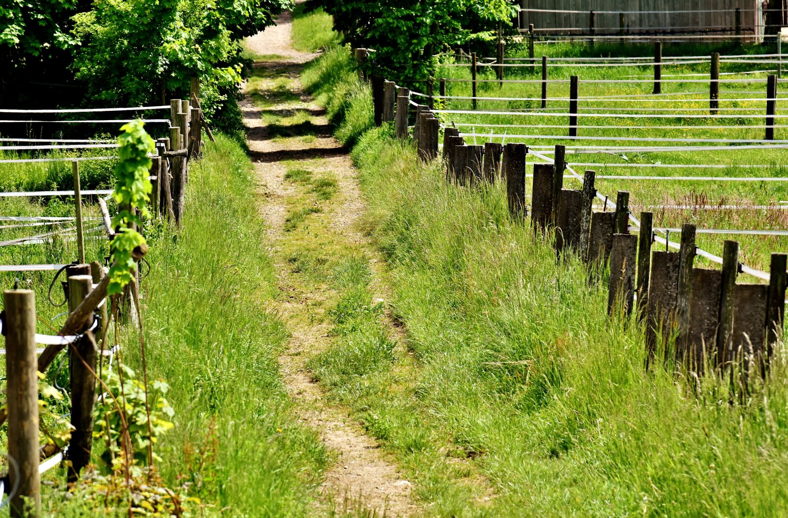 Nikon D7200 sample photo. Away, pairing, meadow photography