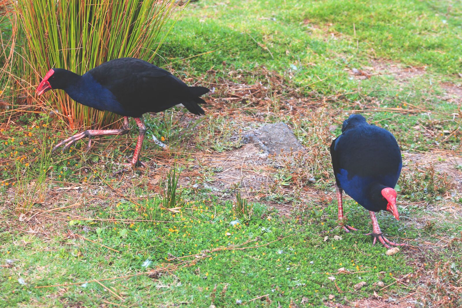 Canon EF75-300mm f/4-5.6 sample photo. Birds of new zealand photography