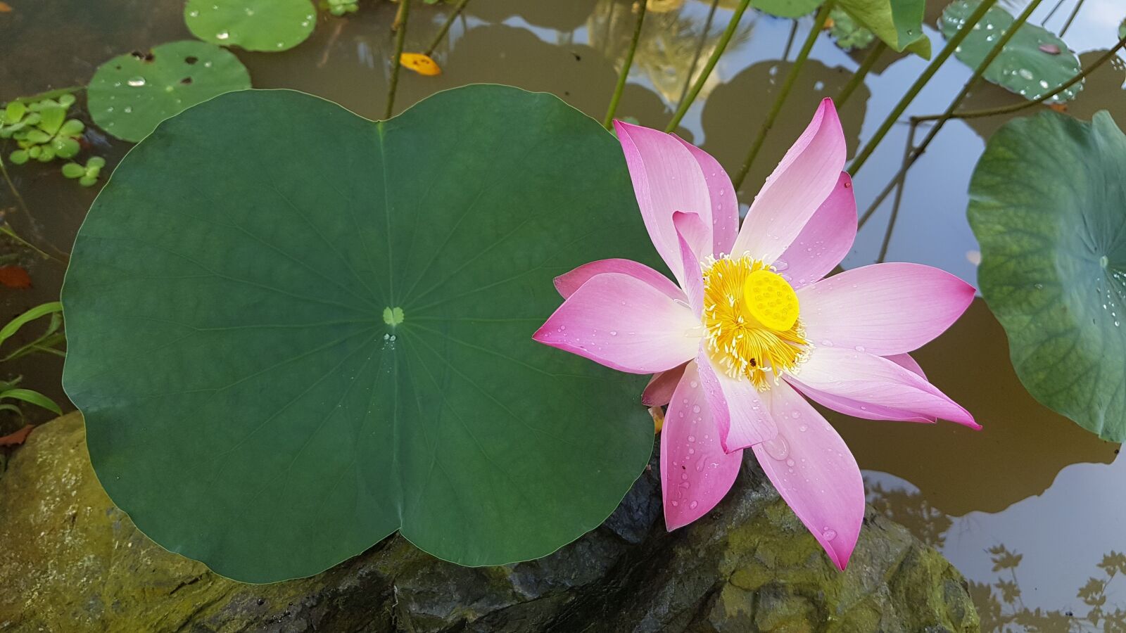 Samsung Galaxy S7 sample photo. Lotus, flower, water photography