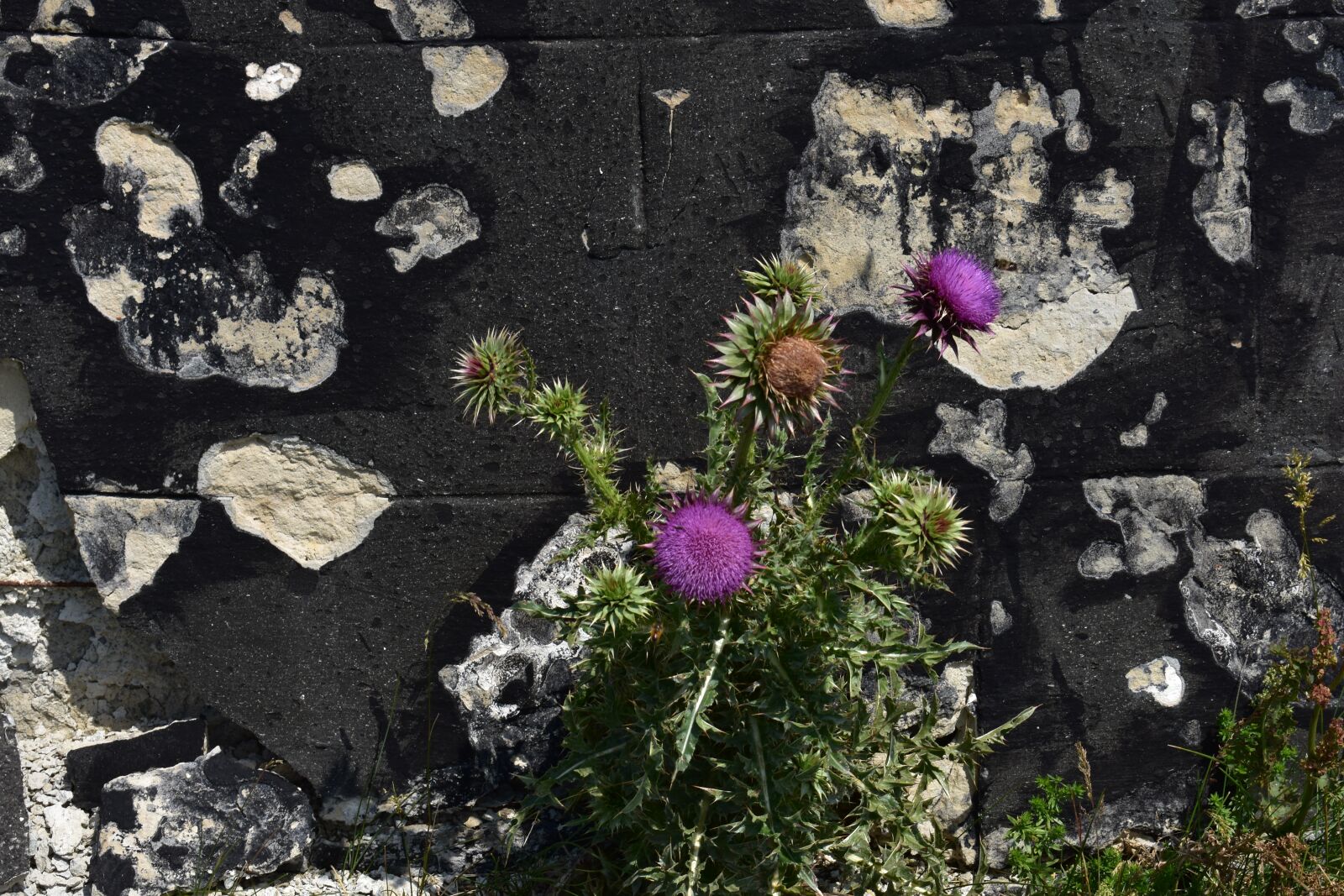 Nikon D3400 sample photo. Devastation, desolation, bur photography