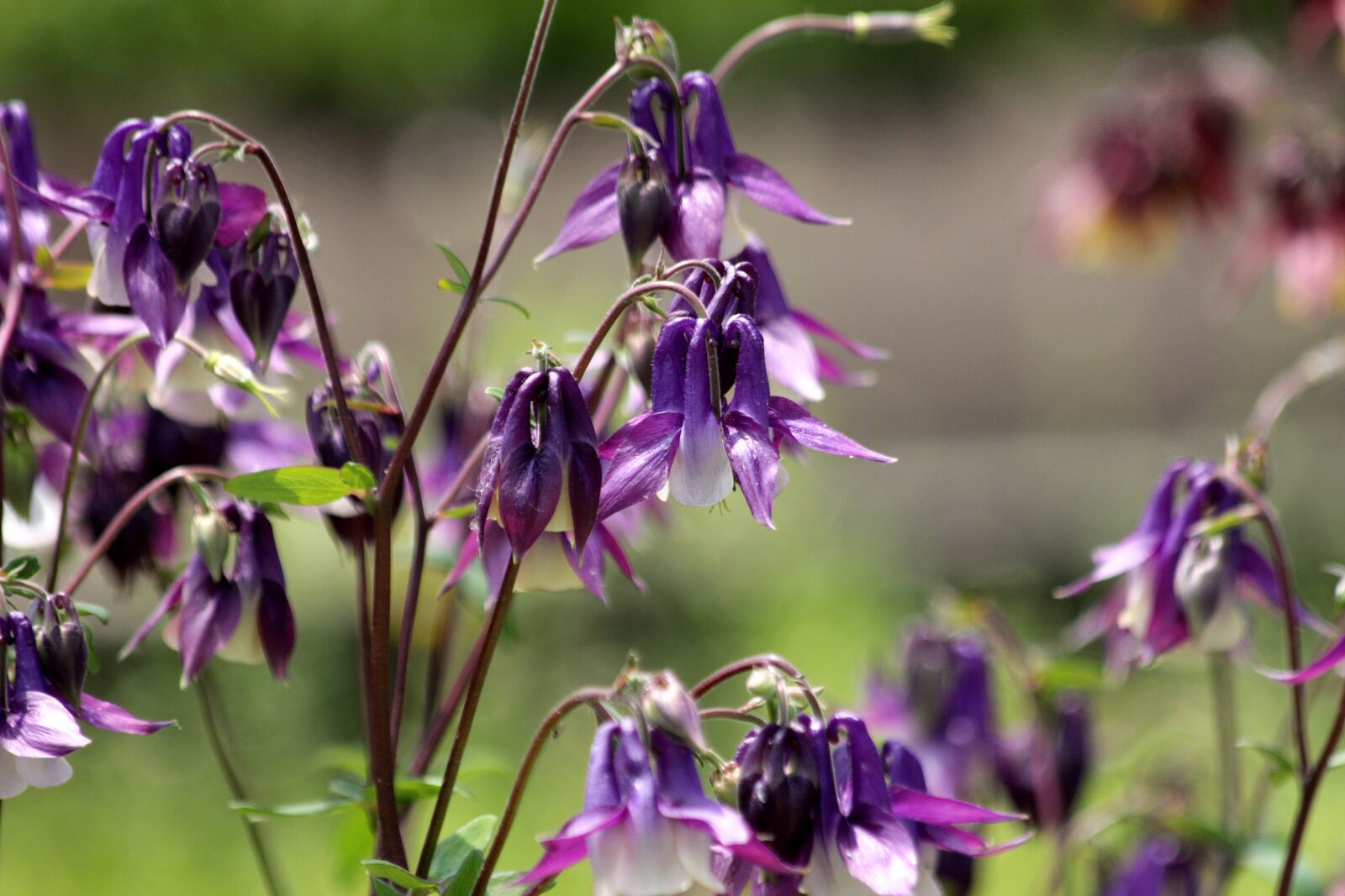 Canon EOS 650D (EOS Rebel T4i / EOS Kiss X6i) sample photo. Aquilegia, the catchment, plant photography