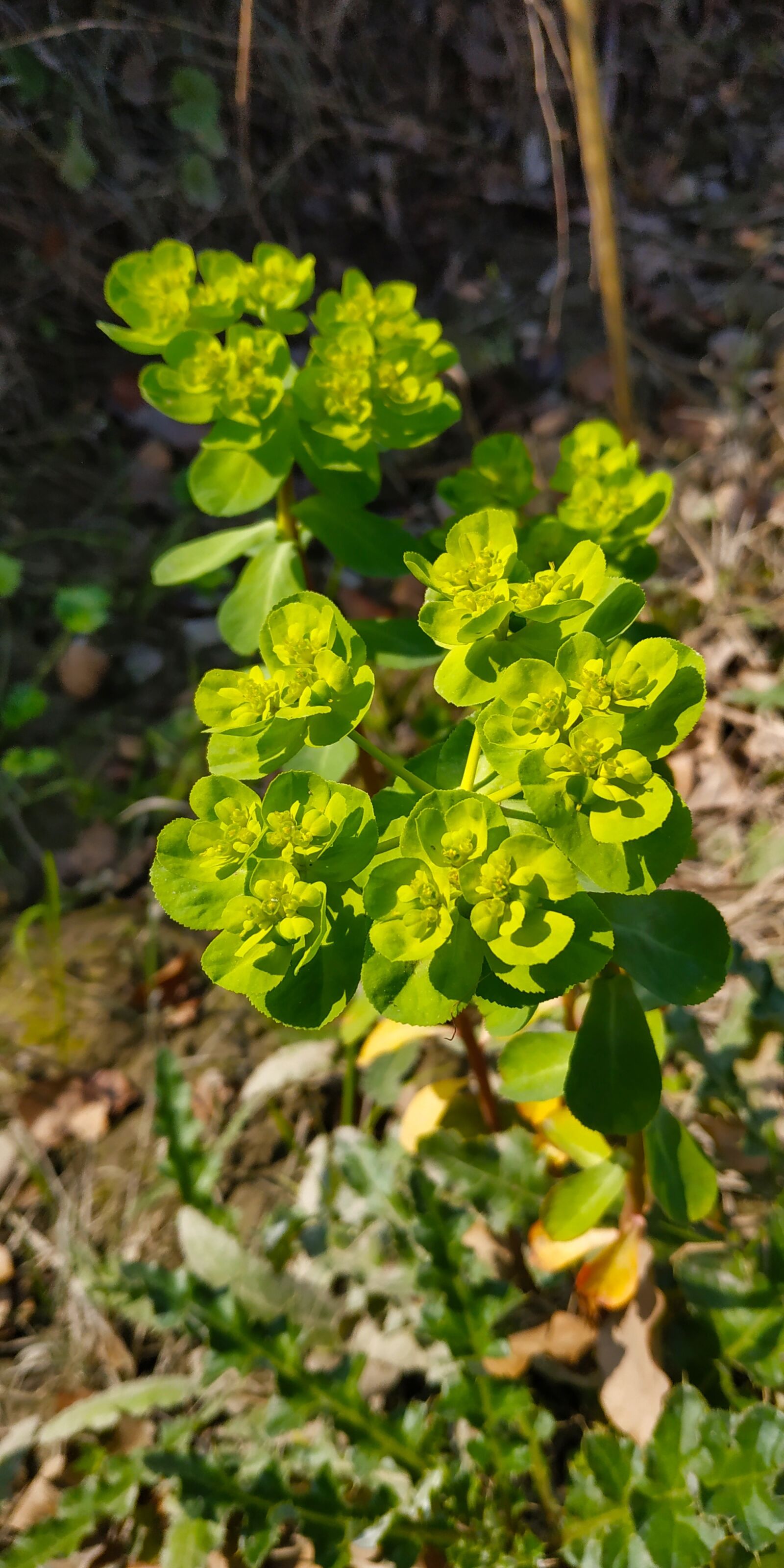Xiaomi Redmi Note 5 sample photo. Plant, nature, bloom photography