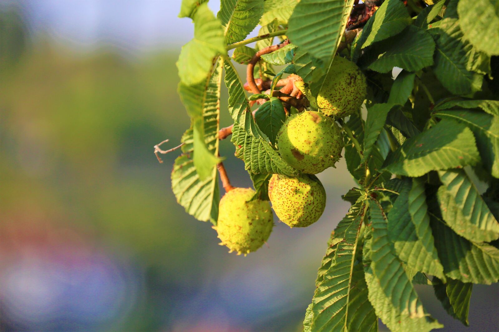 Canon EF 70-300mm F4-5.6L IS USM sample photo. Chestnut, fruit, plant photography