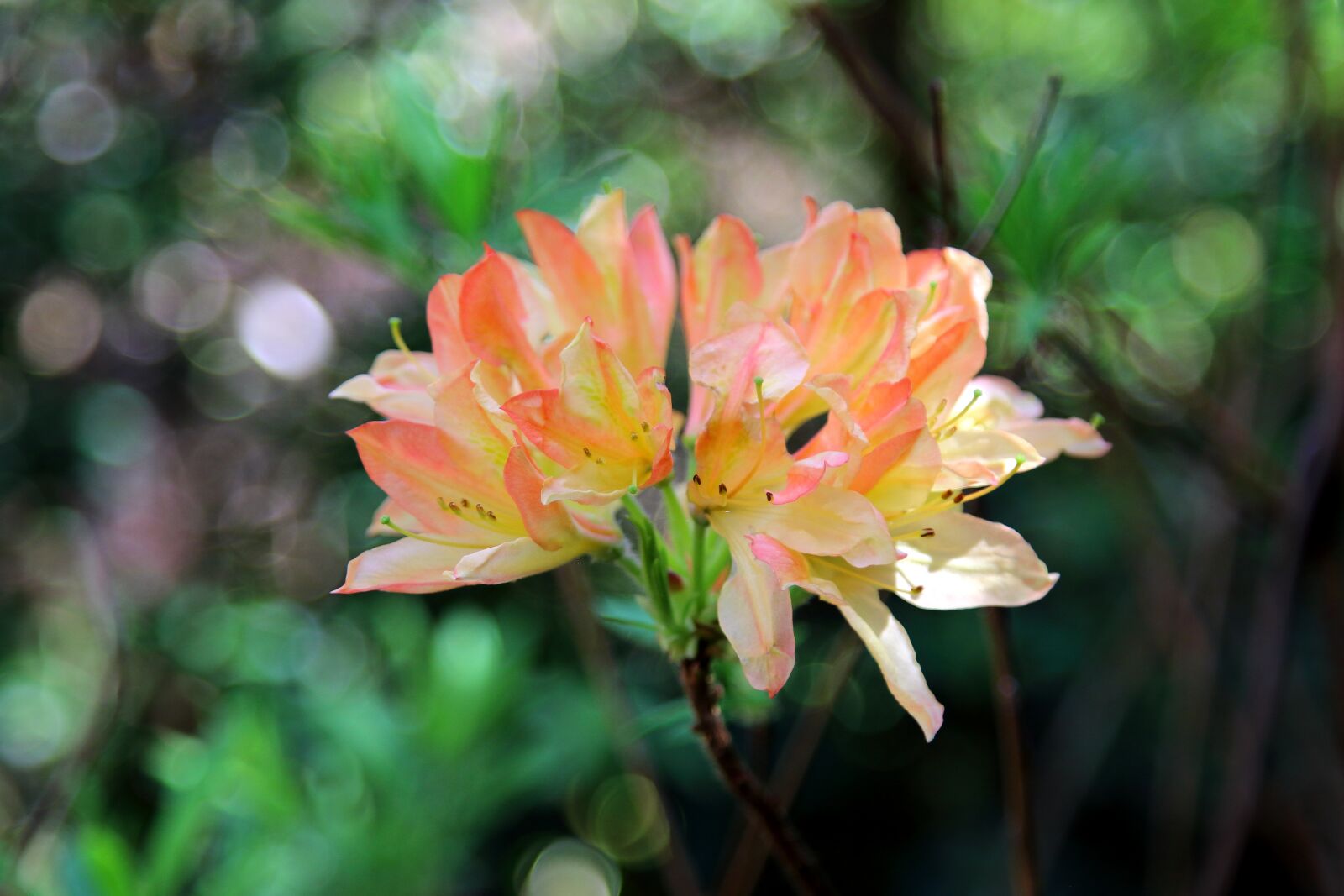 Canon EOS 7D Mark II sample photo. Azalea, flower, nature photography