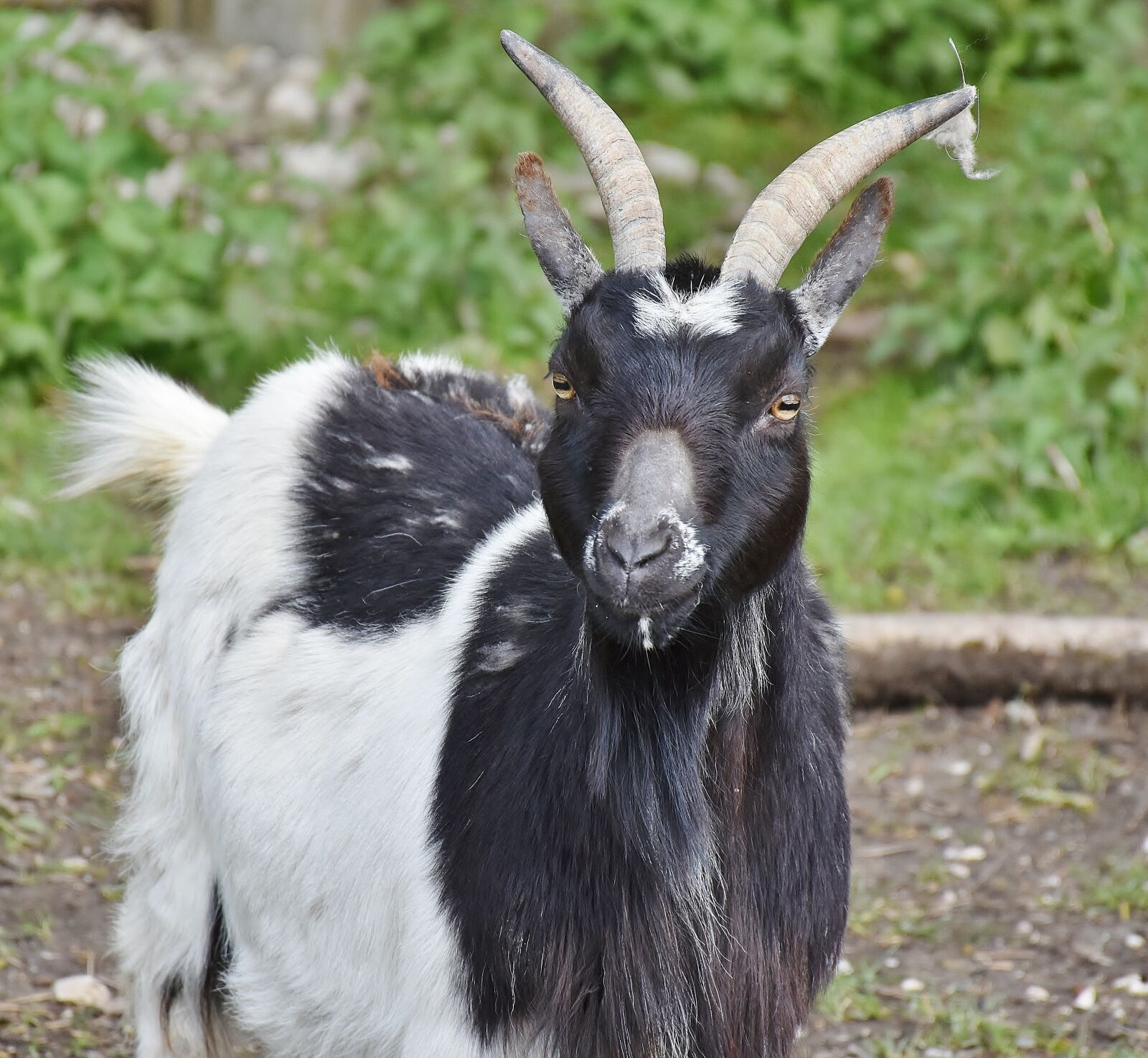 Nikon D7200 sample photo. Goat, bock, horns photography