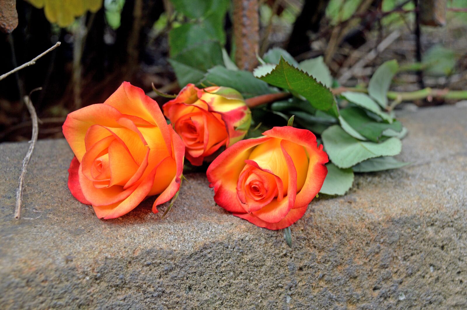 Nikon D3200 sample photo. Rosen, natur, blume photography