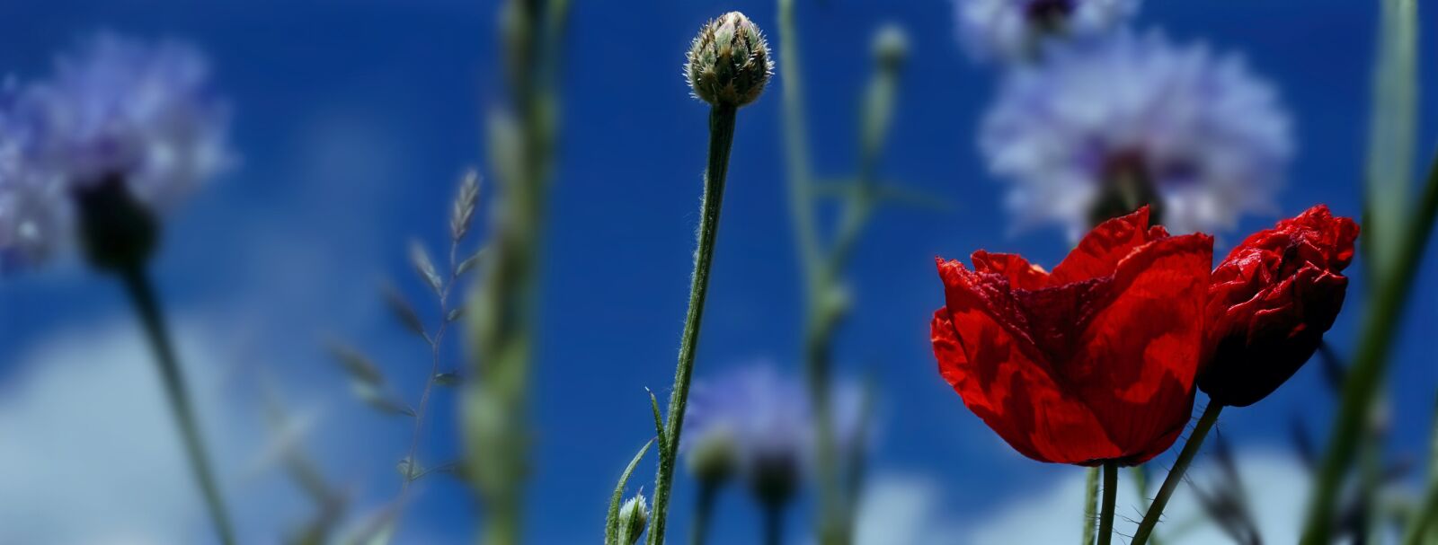 Sony a6000 sample photo. Poppy, red, flower meadow photography