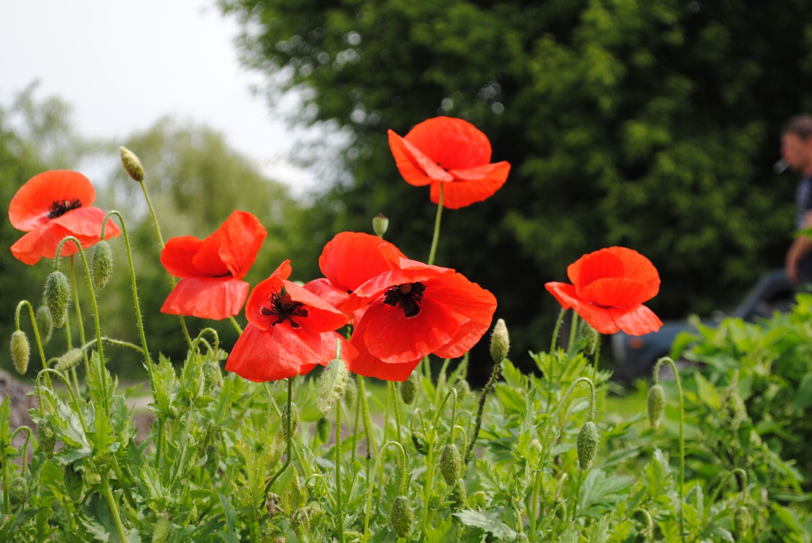 Nikon D3000 sample photo. Flowers, flora, meadow photography