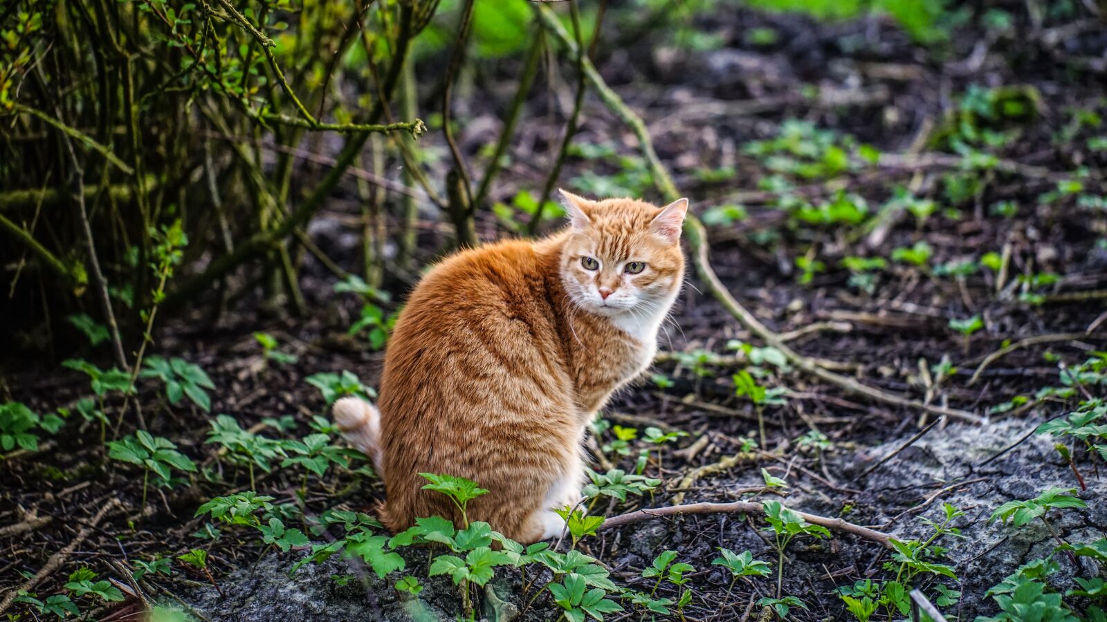 Sony a7 sample photo. Cat, nature, animal photography
