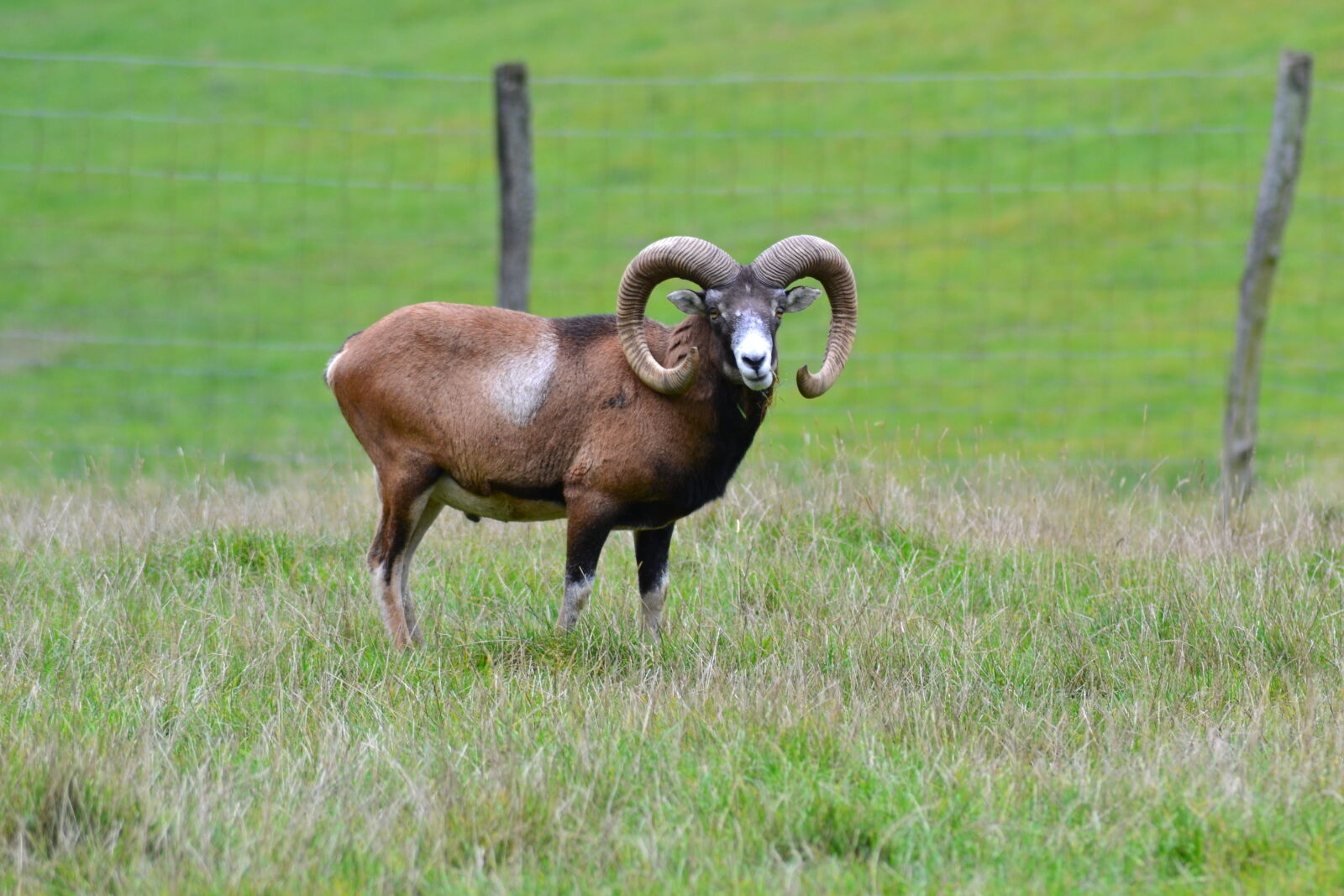 Nikon D3100 sample photo. Animal, park, buck, horns photography
