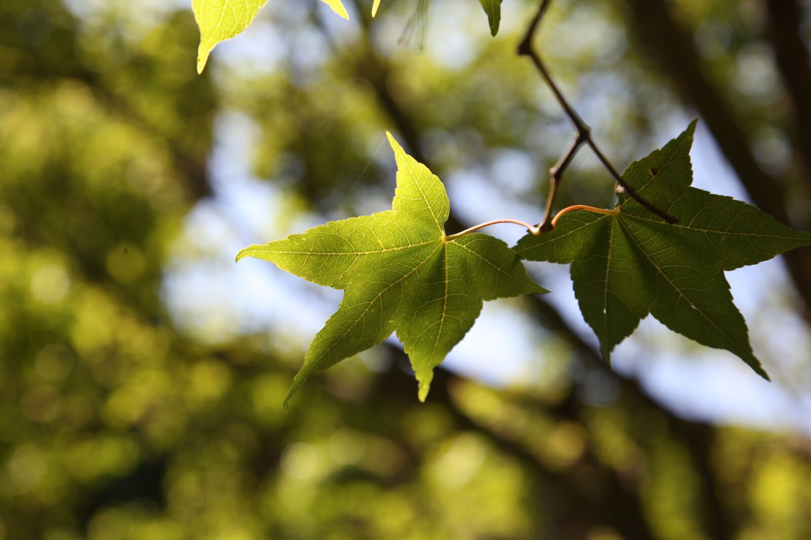 Canon EOS 5D Mark II sample photo. Maple leaf, leaf, nature photography
