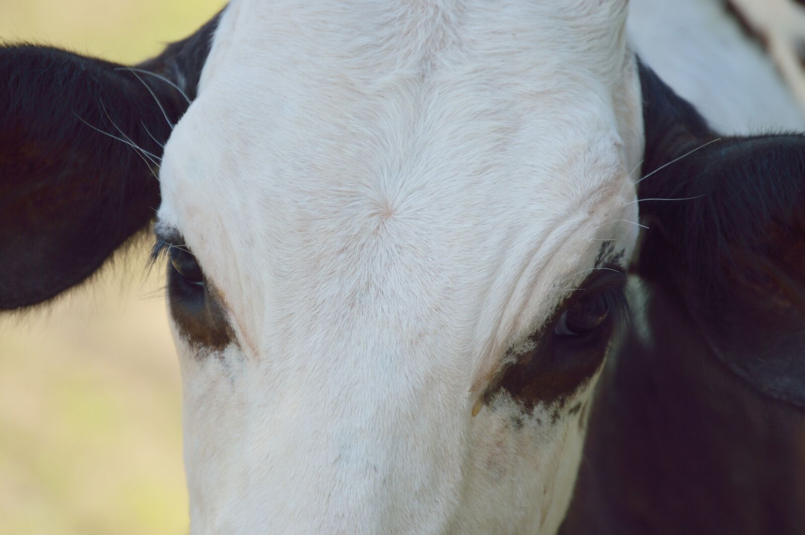 Nikon D3200 sample photo. Mammal, cow, toro photography